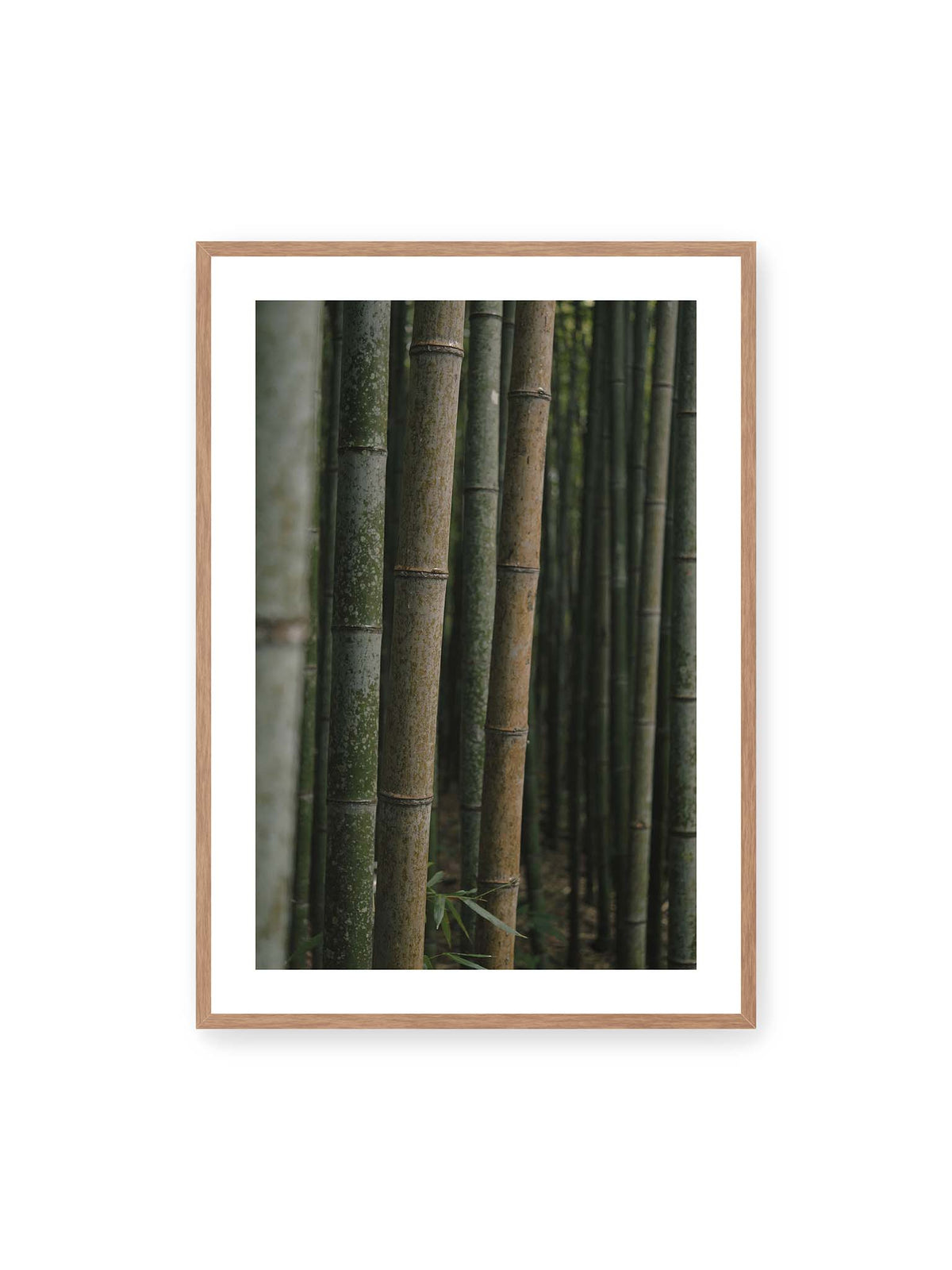 70x100 cm, weißer Galerie-Rand, Eichenrahmen – Dicht stehende grüne und braune Bambusstämme mit feinen Oberflächen und weich gestaffelter Tiefenschärfe.