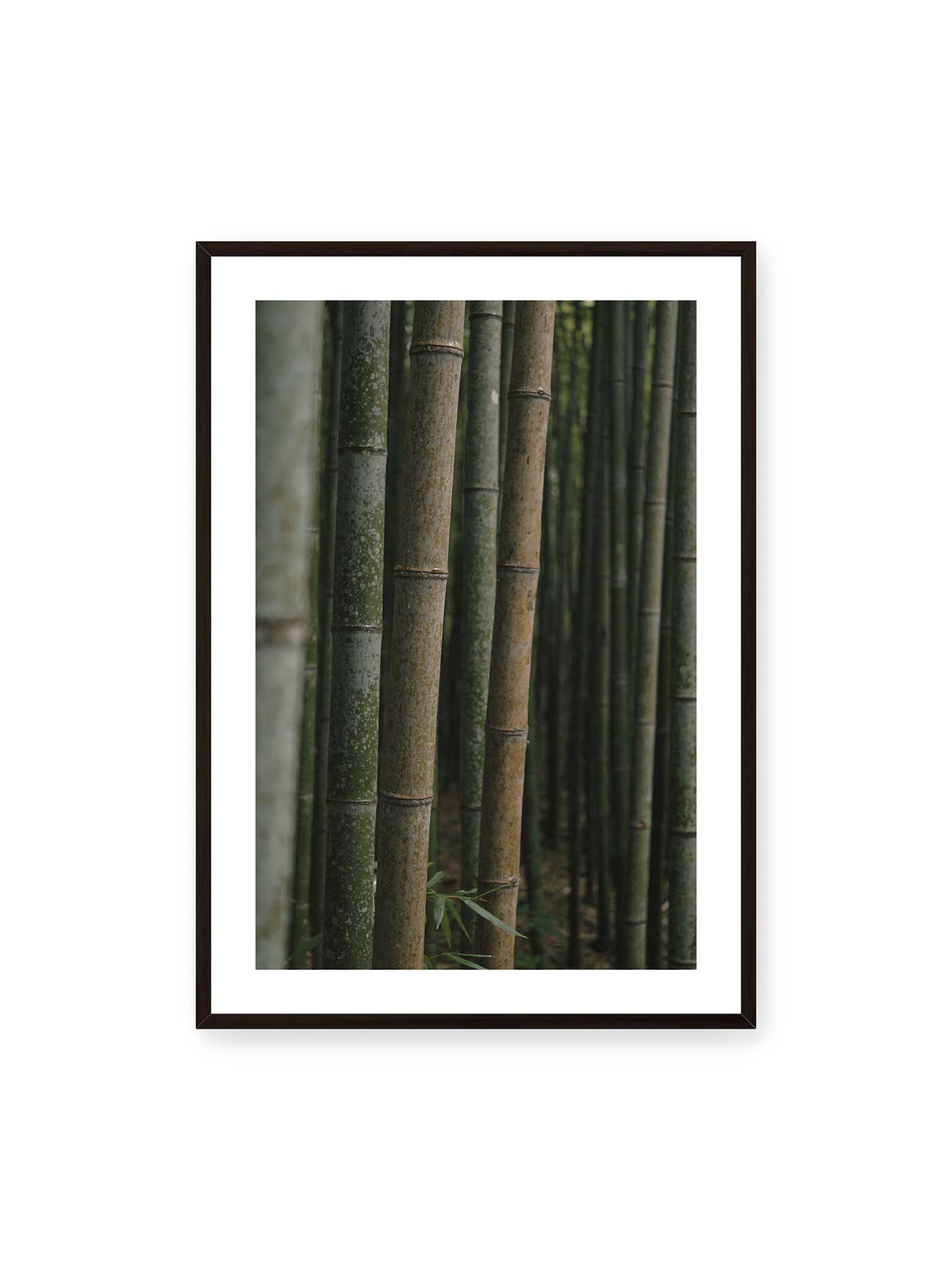 70x100 cm, weißer Galerie-Rand, schwarzer Rahmen – Dicht stehende grüne und braune Bambusstämme mit feinen Oberflächen und weich gestaffelter Tiefenschärfe.
