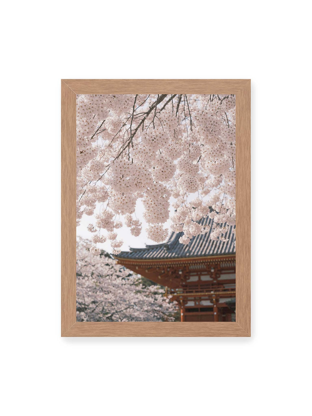 21x30 cm, Eichenrahmen – Rosafarbene Kirschblüten an dunklen Zweigen vor unscharfer traditioneller Architektur mit geschwungenem Dach.