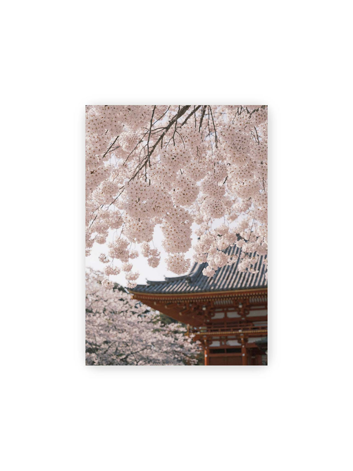 21x30 cm – Rosafarbene Kirschblüten an dunklen Zweigen vor unscharfer traditioneller Architektur mit geschwungenem Dach.