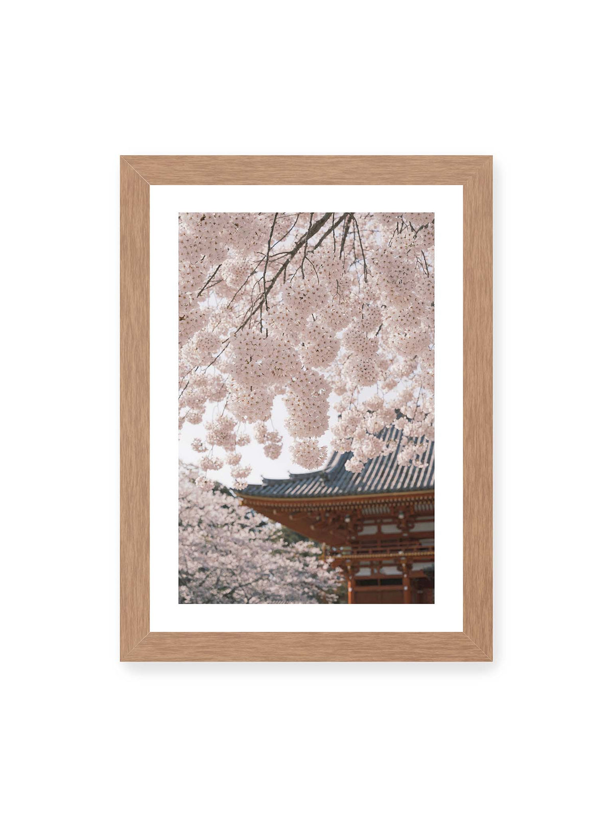 21x30 cm, weißer Galerie-Rand, Eichenrahmen – Rosafarbene Kirschblüten an dunklen Zweigen vor unscharfer traditioneller Architektur mit geschwungenem Dach.