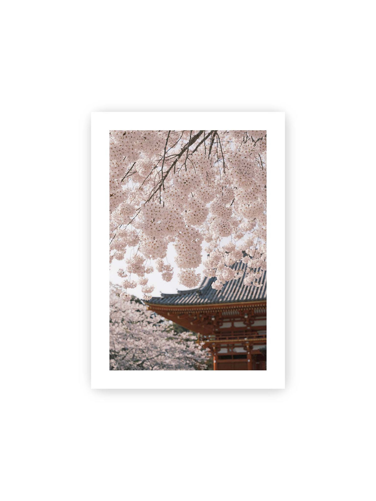 21x30 cm, weißer Galerie-Rand – Rosafarbene Kirschblüten an dunklen Zweigen vor unscharfer traditioneller Architektur mit geschwungenem Dach.