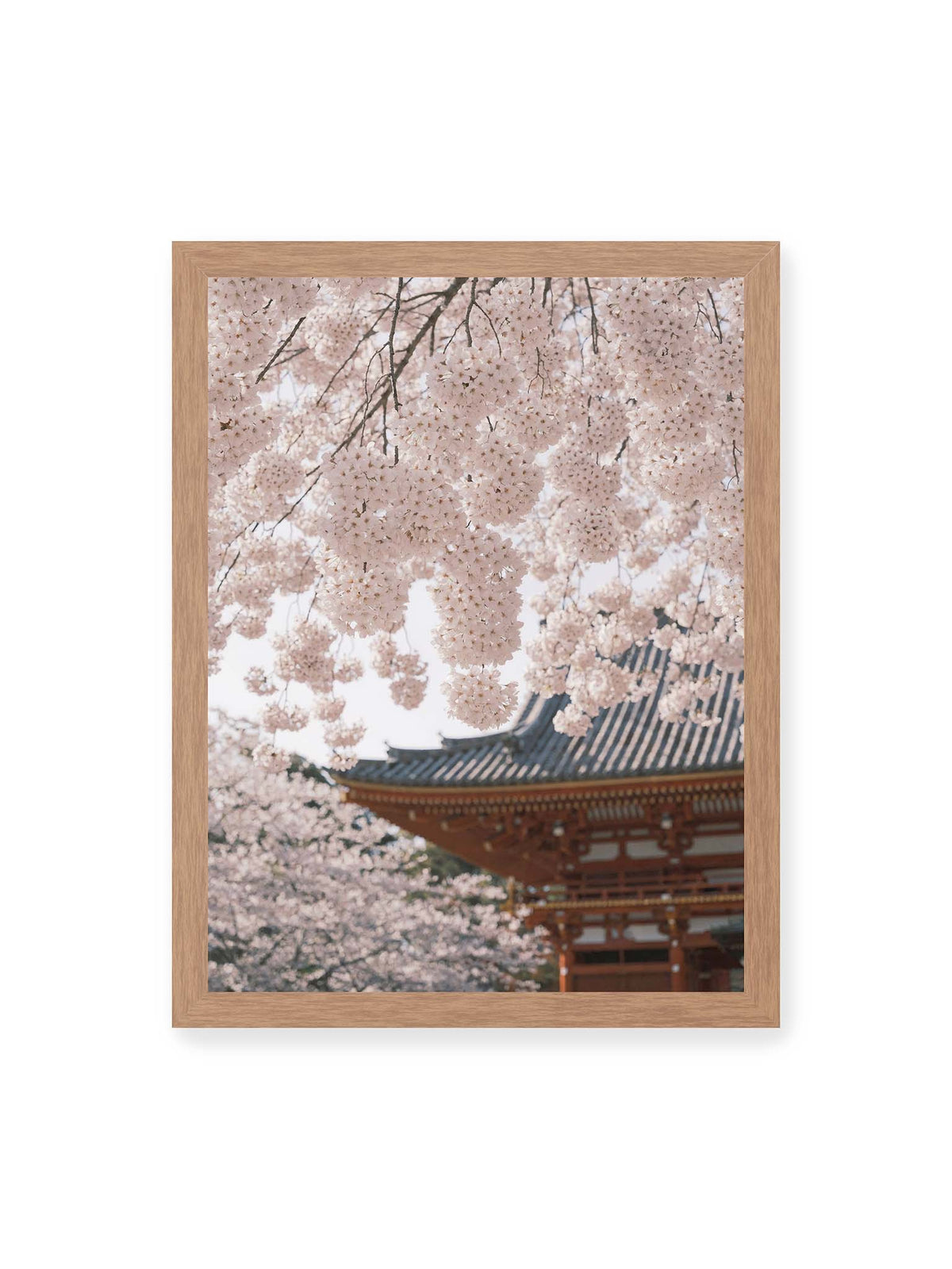 30x40 cm, Eichenrahmen – Rosafarbene Kirschblüten an dunklen Zweigen vor unscharfer traditioneller Architektur mit geschwungenem Dach.