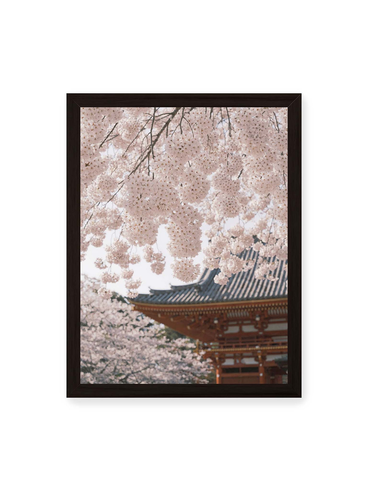 30x40 cm, schwarzer Rahmen – Rosafarbene Kirschblüten an dunklen Zweigen vor unscharfer traditioneller Architektur mit geschwungenem Dach.