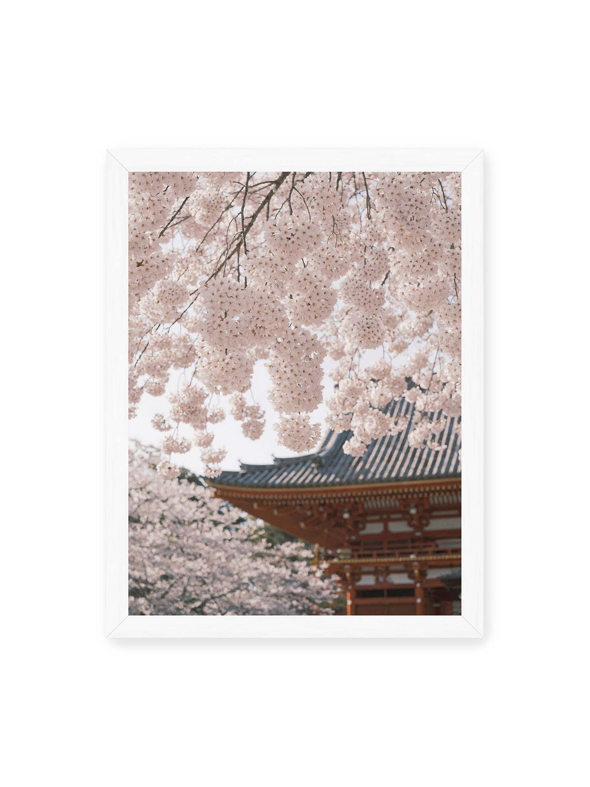 30x40 cm, weißer Rahmen – Rosafarbene Kirschblüten an dunklen Zweigen vor unscharfer traditioneller Architektur mit geschwungenem Dach.