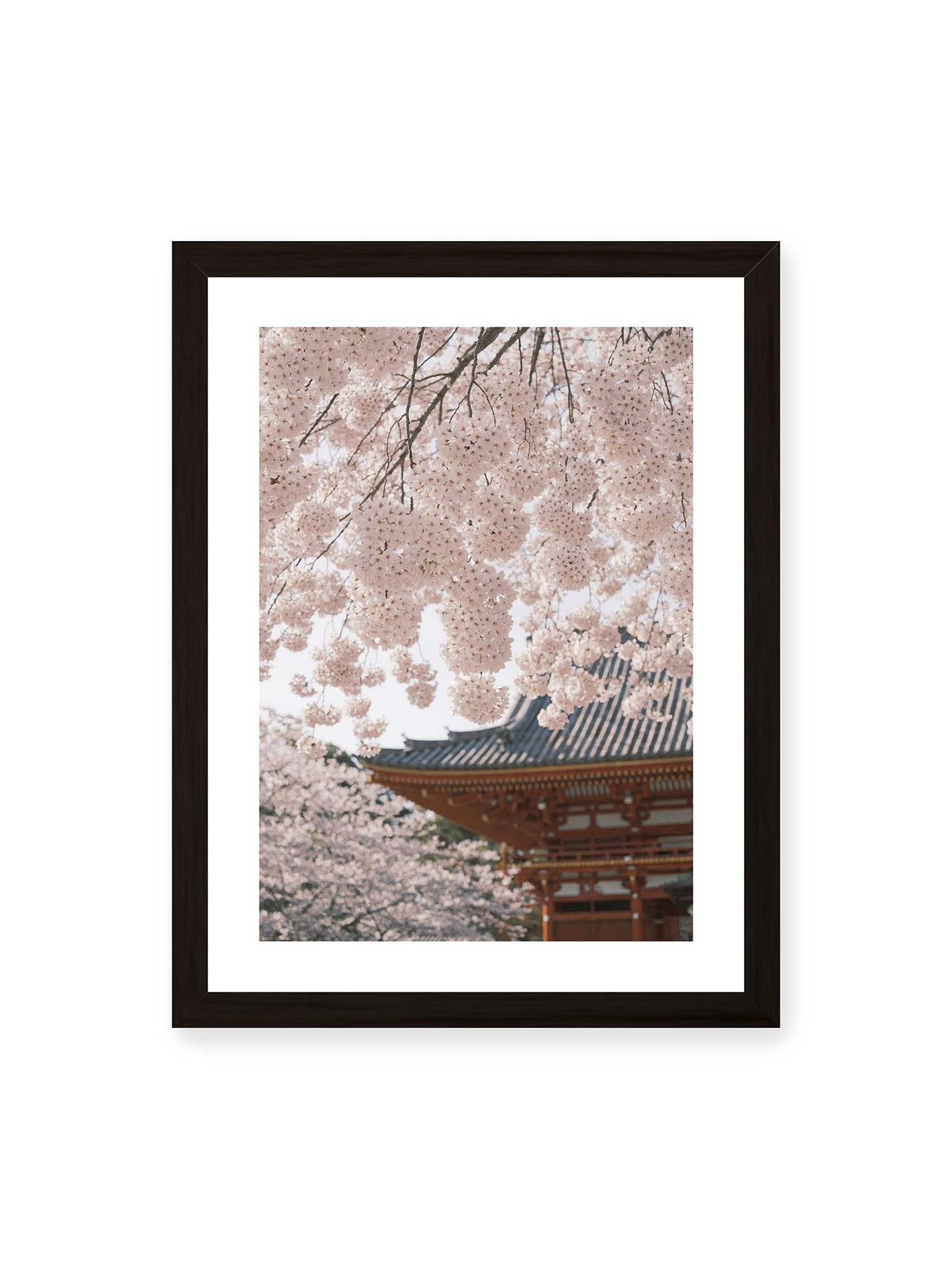 30x40 cm, weißer Galerie-Rand, schwarzer Rahmen – Rosafarbene Kirschblüten an dunklen Zweigen vor unscharfer traditioneller Architektur mit geschwungenem Dach.