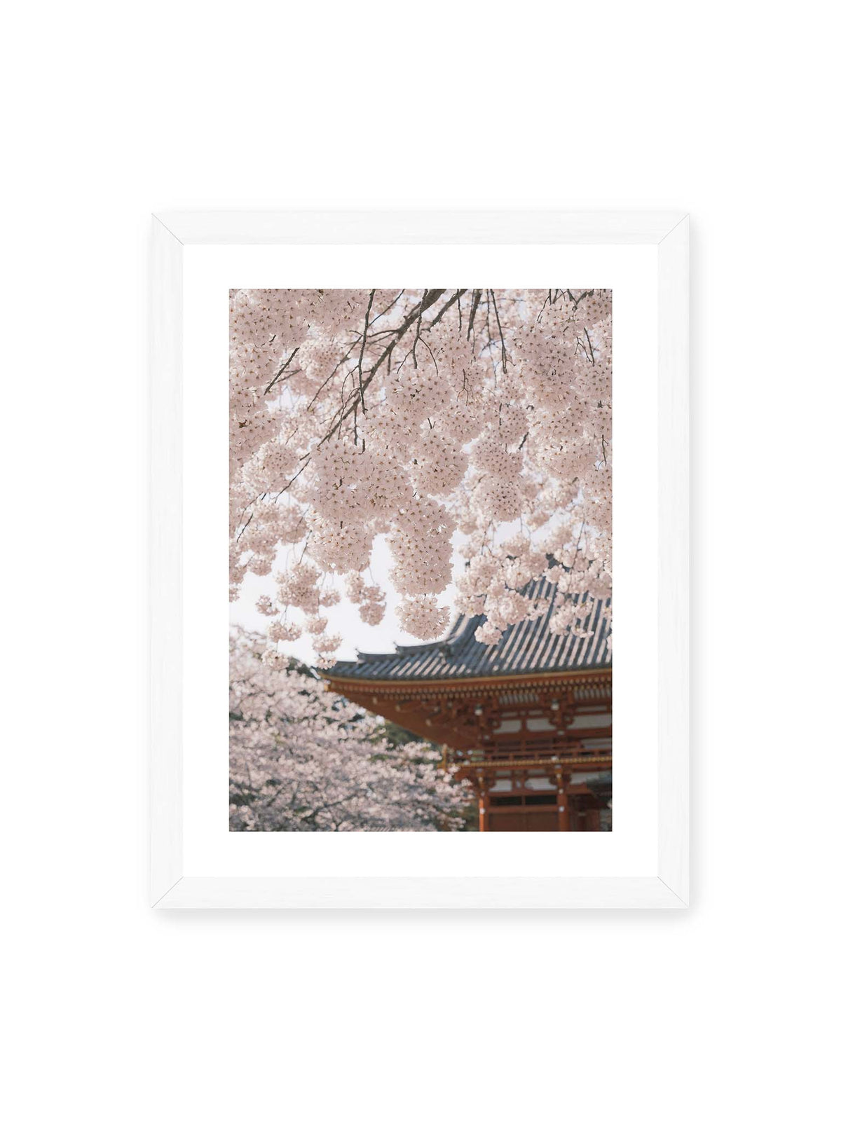 30x40 cm, weißer Galerie-Rand, weißer Rahmen – Rosafarbene Kirschblüten an dunklen Zweigen vor unscharfer traditioneller Architektur mit geschwungenem Dach.