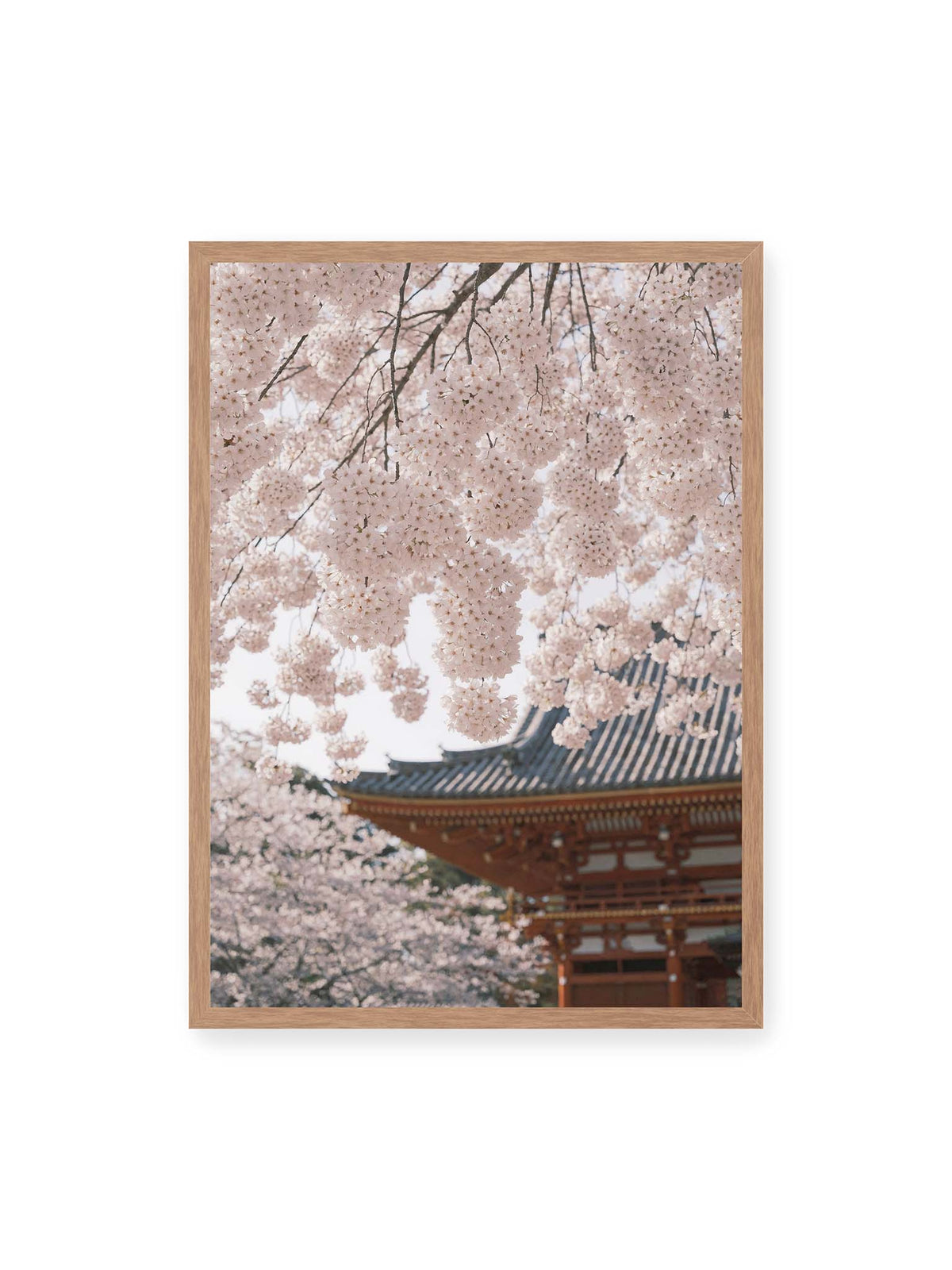 50x70 cm, Eichenrahmen – Rosafarbene Kirschblüten an dunklen Zweigen vor unscharfer traditioneller Architektur mit geschwungenem Dach.