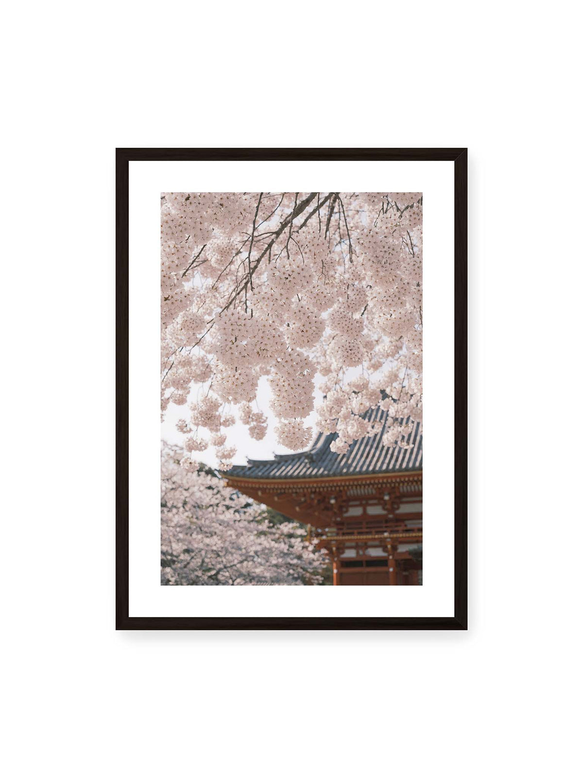 50x70 cm, weißer Galerie-Rand, schwarzer Rahmen – Rosafarbene Kirschblüten an dunklen Zweigen vor unscharfer traditioneller Architektur mit geschwungenem Dach.