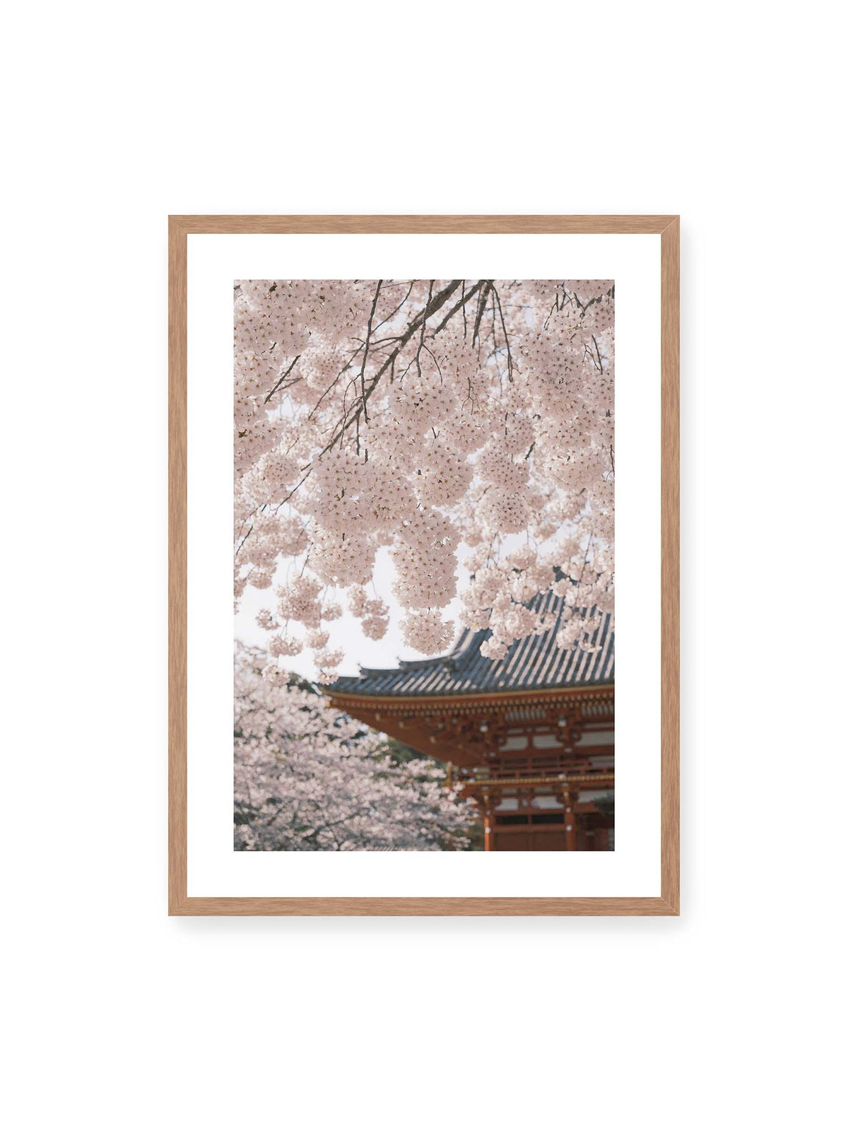 Whispers of Sakura