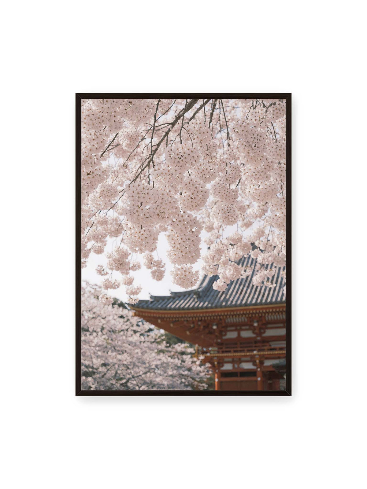 70x100 cm, schwarzer Rahmen – Rosafarbene Kirschblüten an dunklen Zweigen vor unscharfer traditioneller Architektur mit geschwungenem Dach.