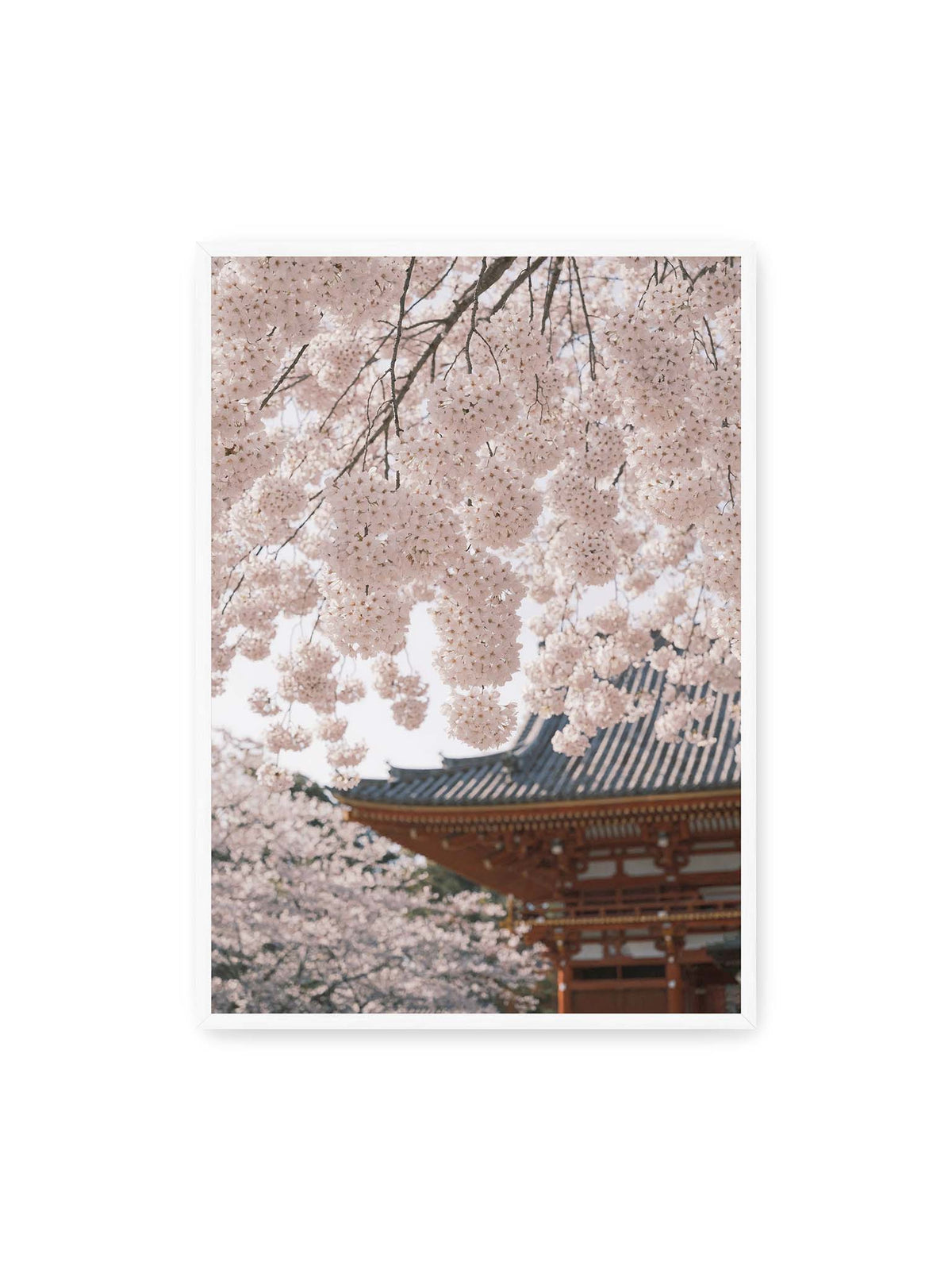 70x100 cm, weißer Rahmen – Rosafarbene Kirschblüten an dunklen Zweigen vor unscharfer traditioneller Architektur mit geschwungenem Dach.