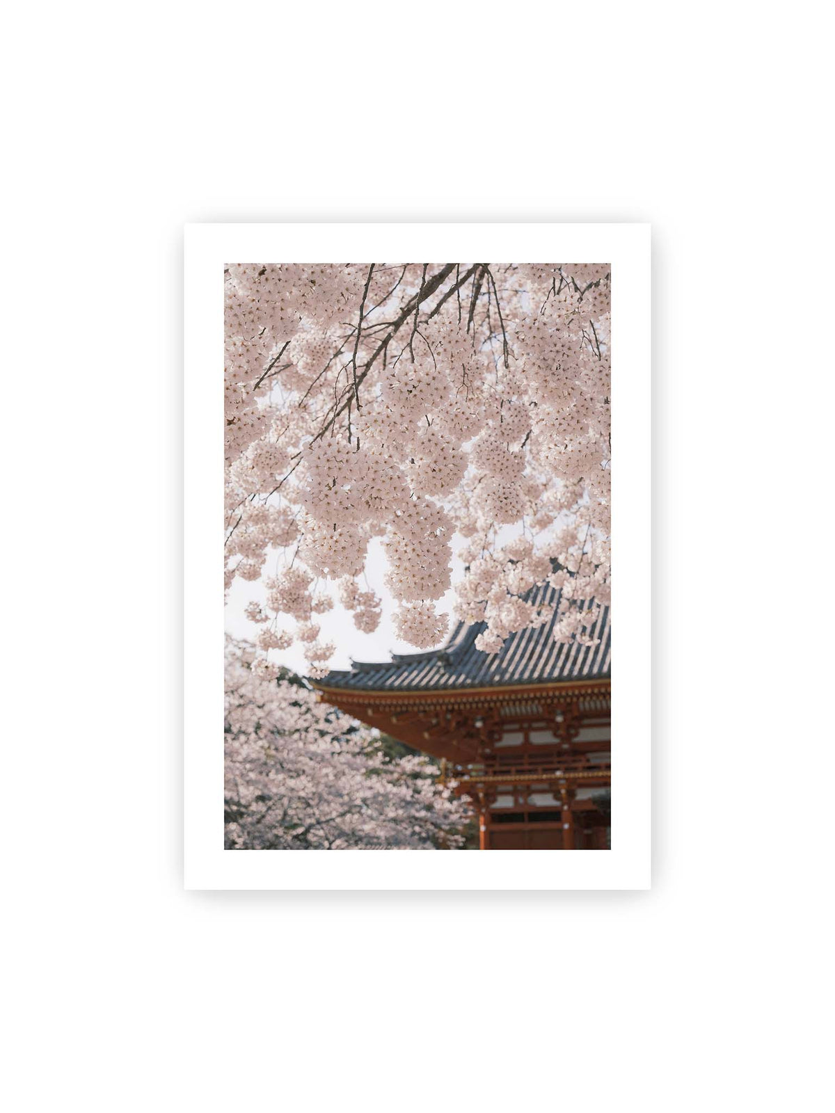 70x100 cm, weißer Galerie-Rand – Rosafarbene Kirschblüten an dunklen Zweigen vor unscharfer traditioneller Architektur mit geschwungenem Dach.