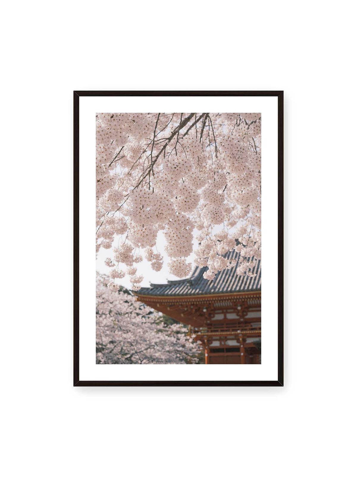 70x100 cm, weißer Galerie-Rand, schwarzer Rahmen – Rosafarbene Kirschblüten an dunklen Zweigen vor unscharfer traditioneller Architektur mit geschwungenem Dach.