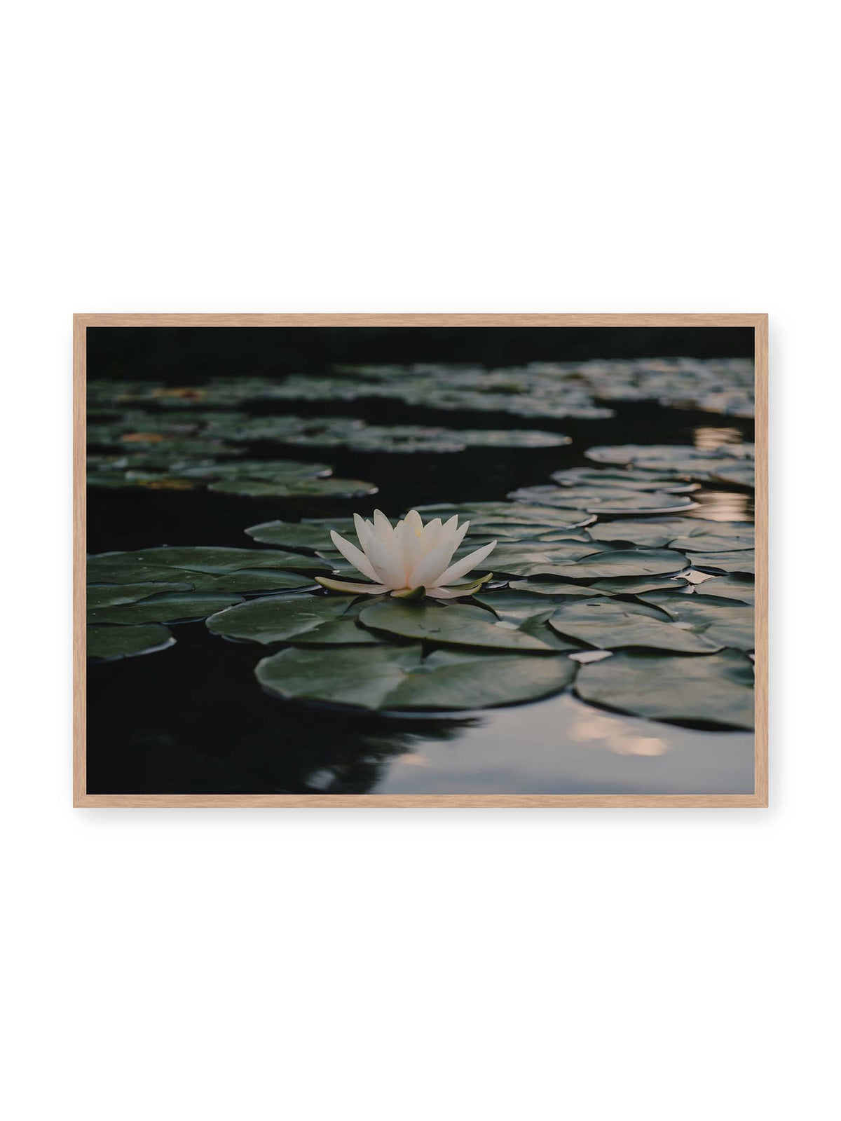 100x70 cm, Eichenrahmen – Helle Wasserblüte zwischen dunkelgrünen Schwimmblättern auf ruhigem Wasser mit sanften Reflexionen.