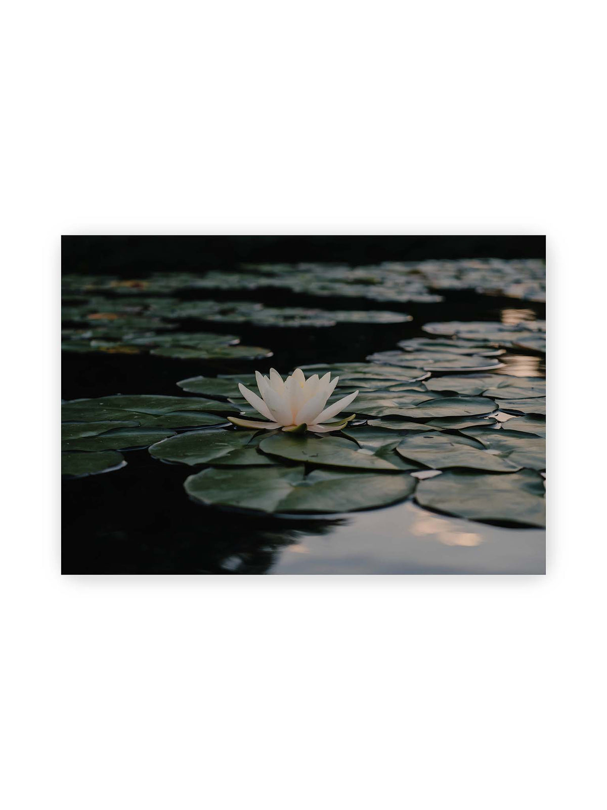 100x70 cm – Helle Wasserblüte zwischen dunkelgrünen Schwimmblättern auf ruhigem Wasser mit sanften Reflexionen.