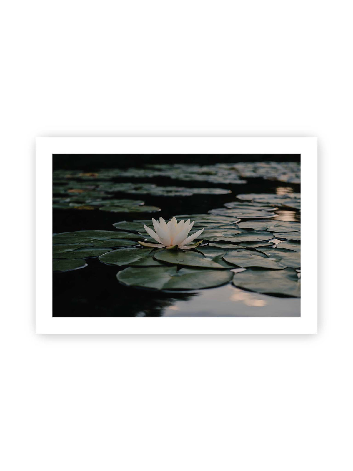 100x70 cm, weißer Galerie-Rand – Helle Wasserblüte zwischen dunkelgrünen Schwimmblättern auf ruhigem Wasser mit sanften Reflexionen.