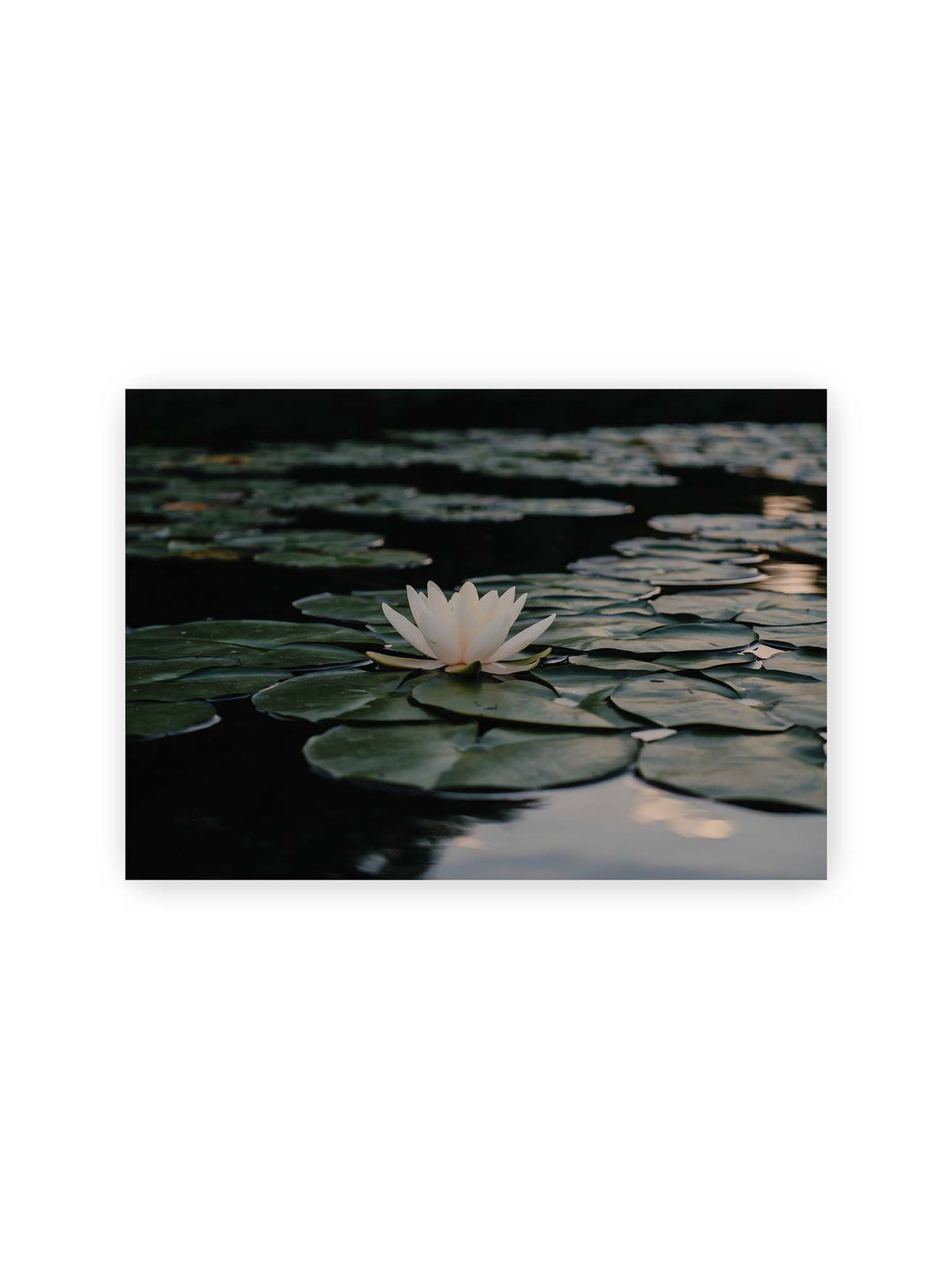 30x21 cm – Helle Wasserblüte zwischen dunkelgrünen Schwimmblättern auf ruhigem Wasser mit sanften Reflexionen.