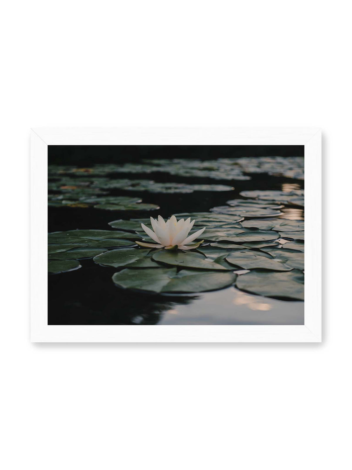 30x21 cm, weißer Rahmen – Helle Wasserblüte zwischen dunkelgrünen Schwimmblättern auf ruhigem Wasser mit sanften Reflexionen.