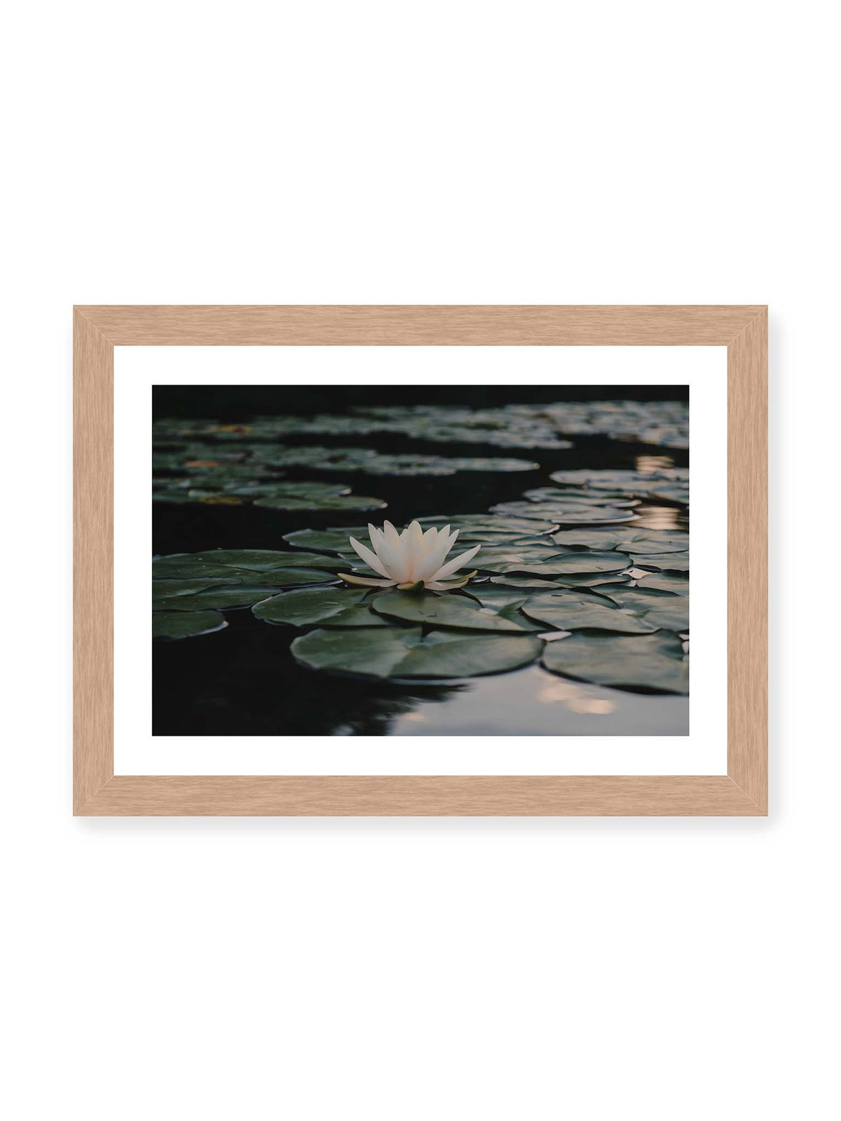30x21 cm, weißer Galerie-Rand, Eichenrahmen – Helle Wasserblüte zwischen dunkelgrünen Schwimmblättern auf ruhigem Wasser mit sanften Reflexionen.