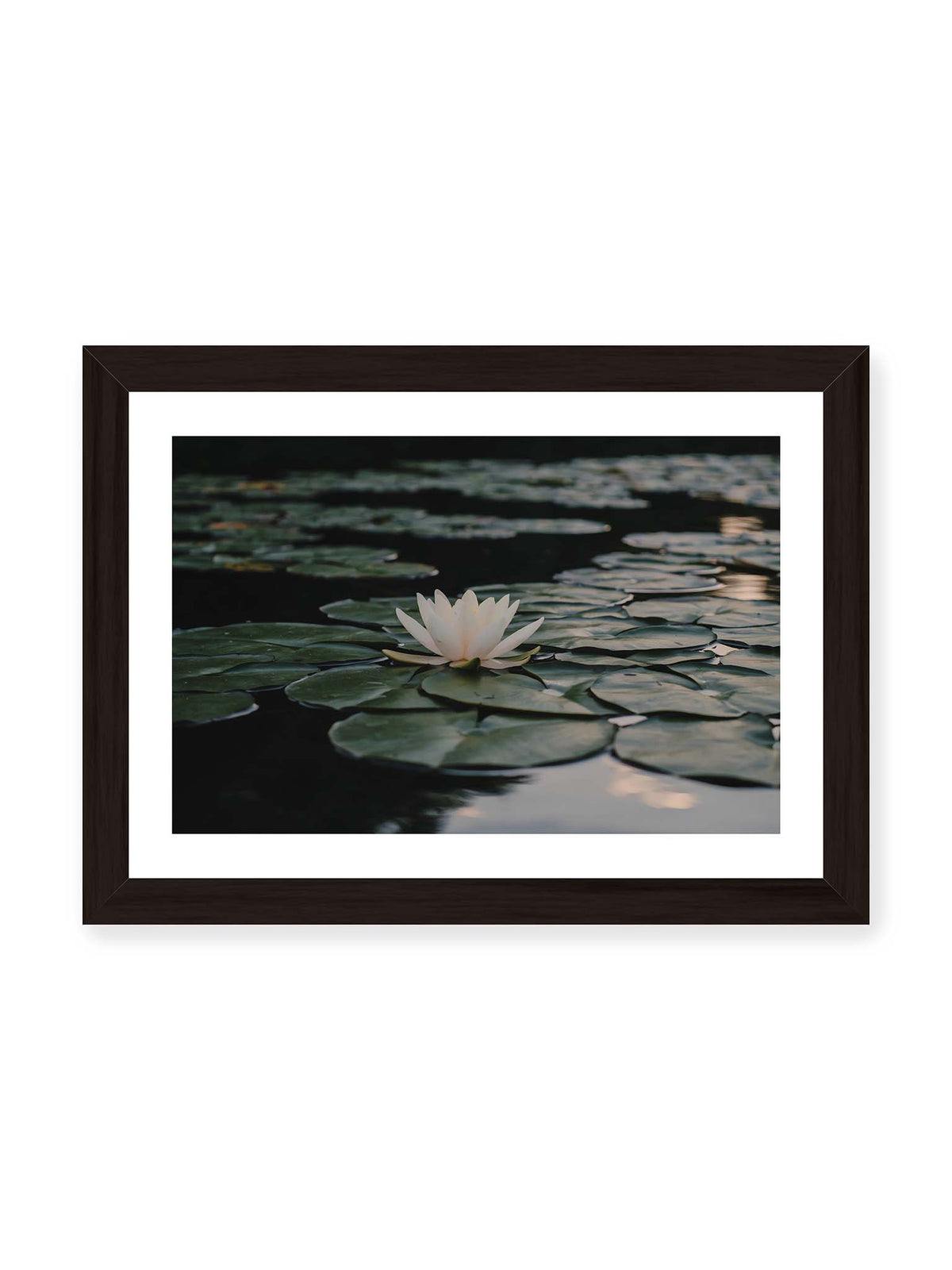 30x21 cm, weißer Galerie-Rand, schwarzer Rahmen – Helle Wasserblüte zwischen dunkelgrünen Schwimmblättern auf ruhigem Wasser mit sanften Reflexionen.
