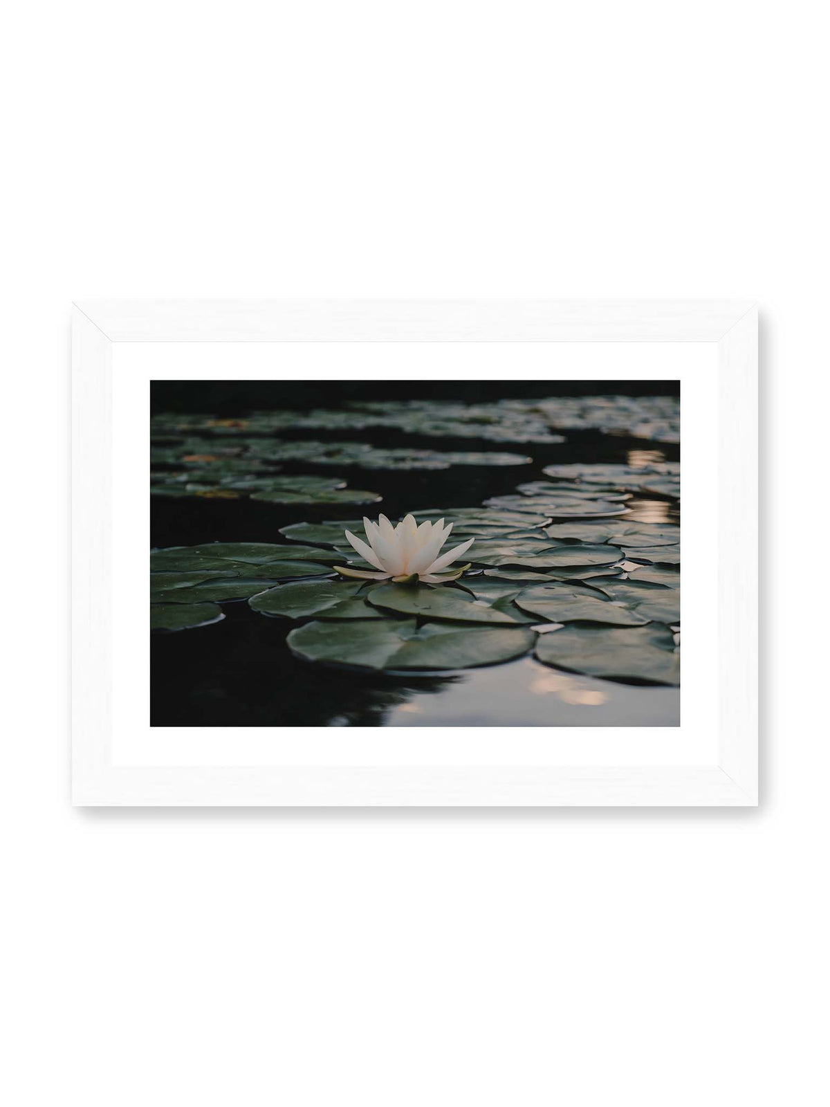 30x21 cm, weißer Galerie-Rand, weißer Rahmen – Helle Wasserblüte zwischen dunkelgrünen Schwimmblättern auf ruhigem Wasser mit sanften Reflexionen.
