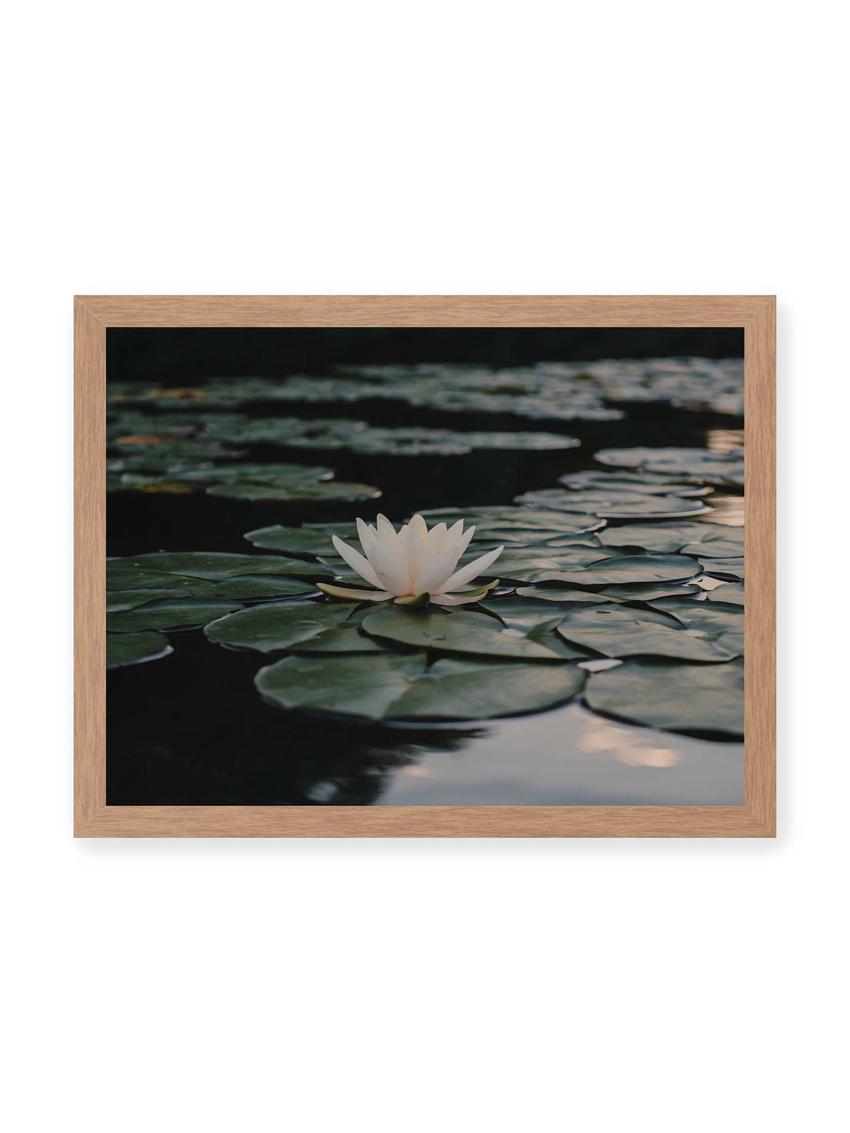 40x30 cm, Eichenrahmen – Helle Wasserblüte zwischen dunkelgrünen Schwimmblättern auf ruhigem Wasser mit sanften Reflexionen.