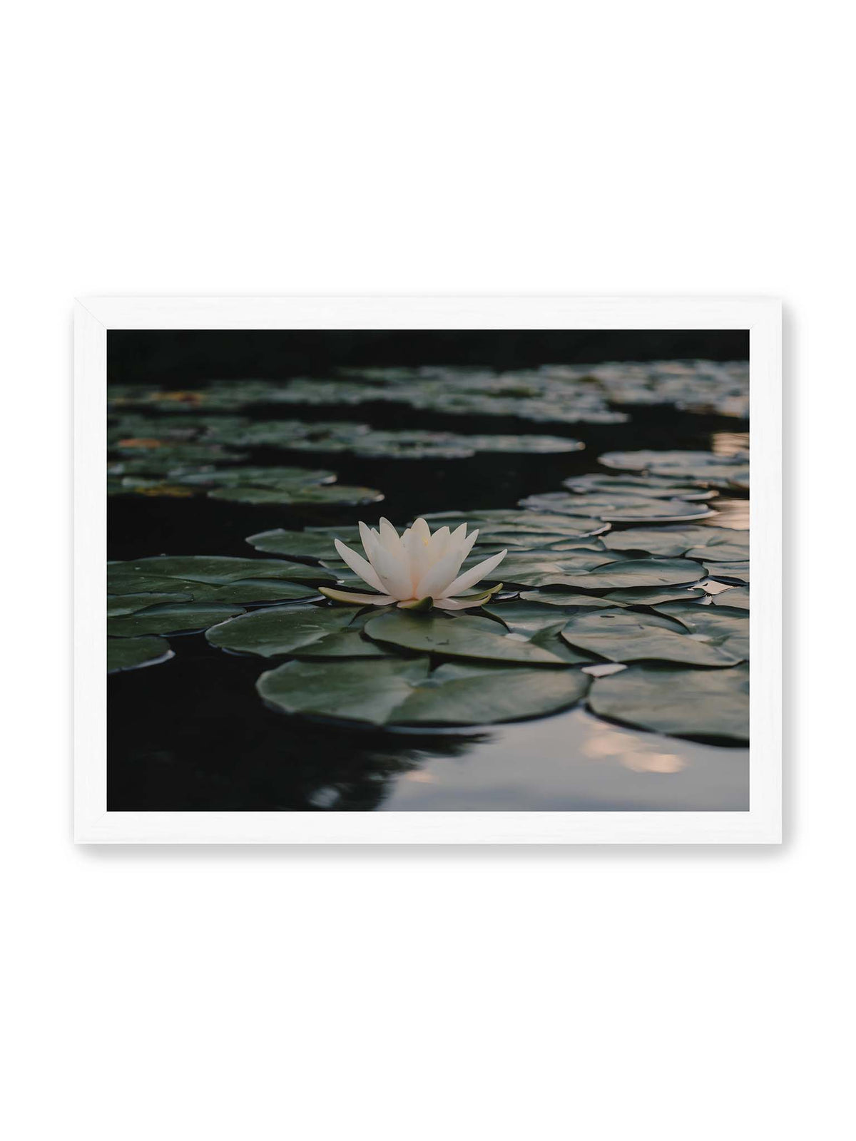 40x30 cm, weißer Rahmen – Helle Wasserblüte zwischen dunkelgrünen Schwimmblättern auf ruhigem Wasser mit sanften Reflexionen.