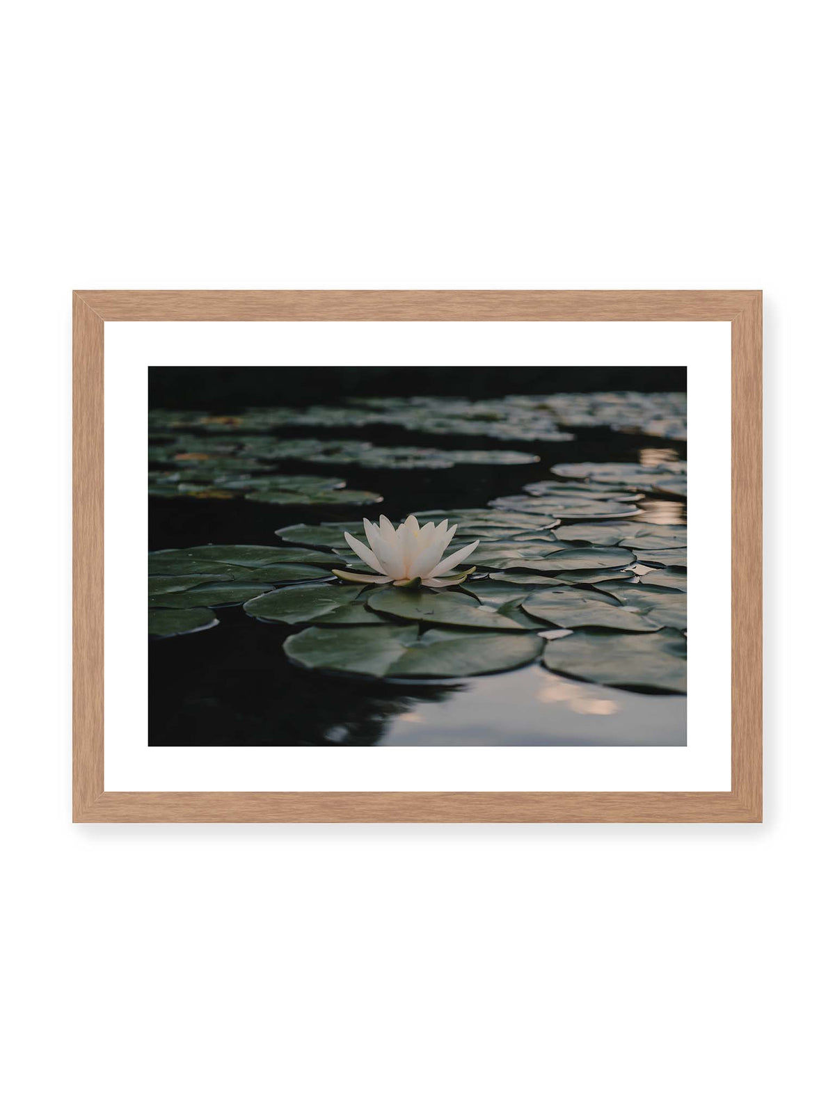 40x30 cm, weißer Galerie-Rand, Eichenrahmen – Helle Wasserblüte zwischen dunkelgrünen Schwimmblättern auf ruhigem Wasser mit sanften Reflexionen.