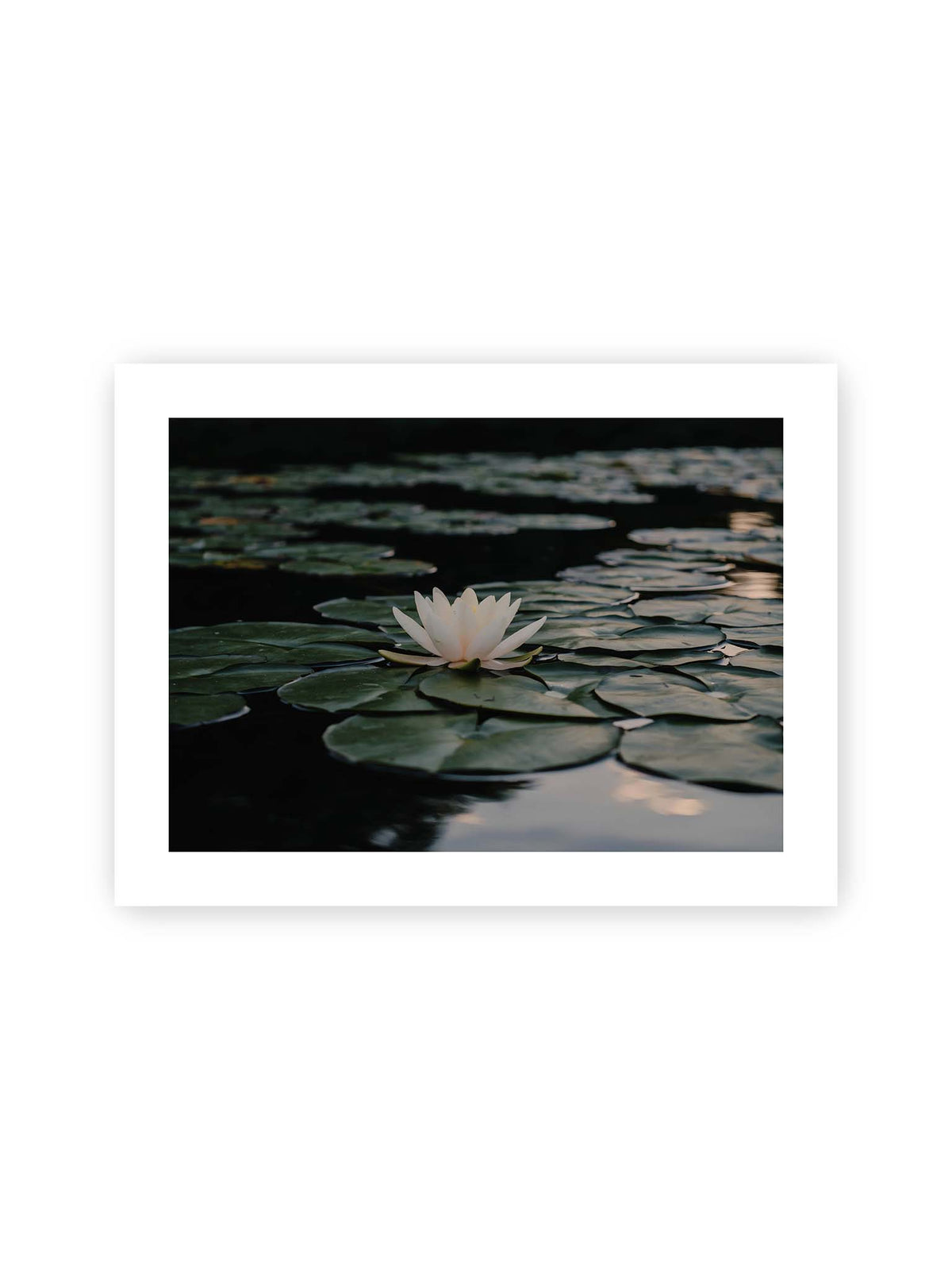 40x30 cm, weißer Galerie-Rand – Helle Wasserblüte zwischen dunkelgrünen Schwimmblättern auf ruhigem Wasser mit sanften Reflexionen.