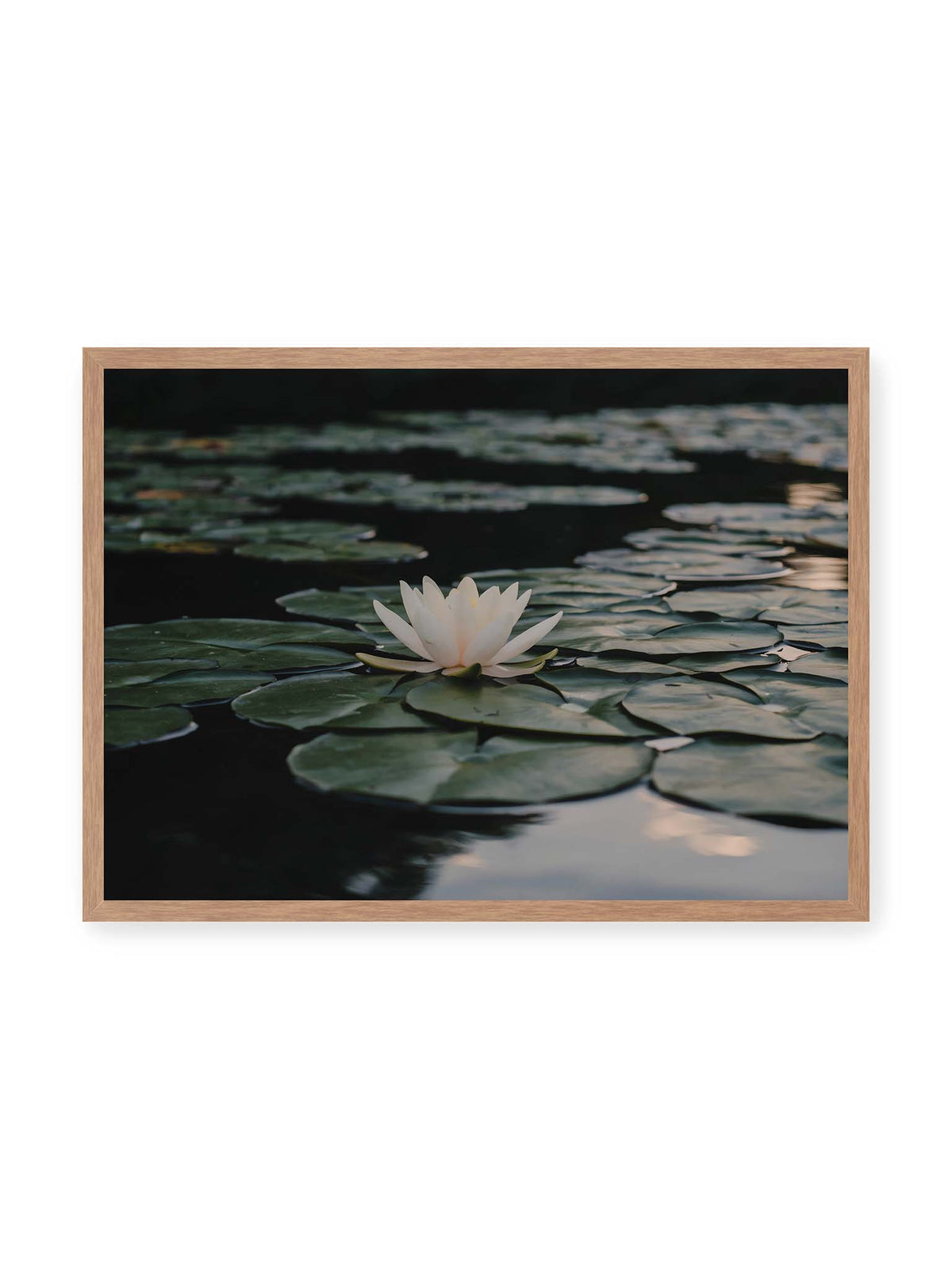 70x50 cm, Eichenrahmen – Helle Wasserblüte zwischen dunkelgrünen Schwimmblättern auf ruhigem Wasser mit sanften Reflexionen.