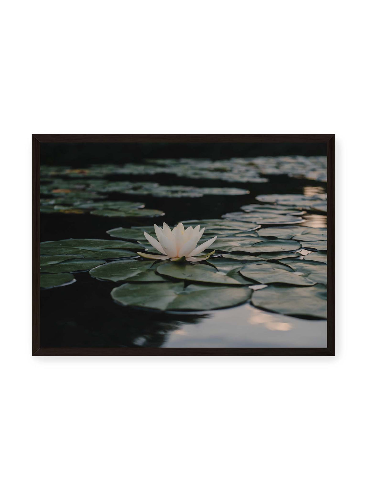 70x50 cm, schwarzer Rahmen – Helle Wasserblüte zwischen dunkelgrünen Schwimmblättern auf ruhigem Wasser mit sanften Reflexionen.