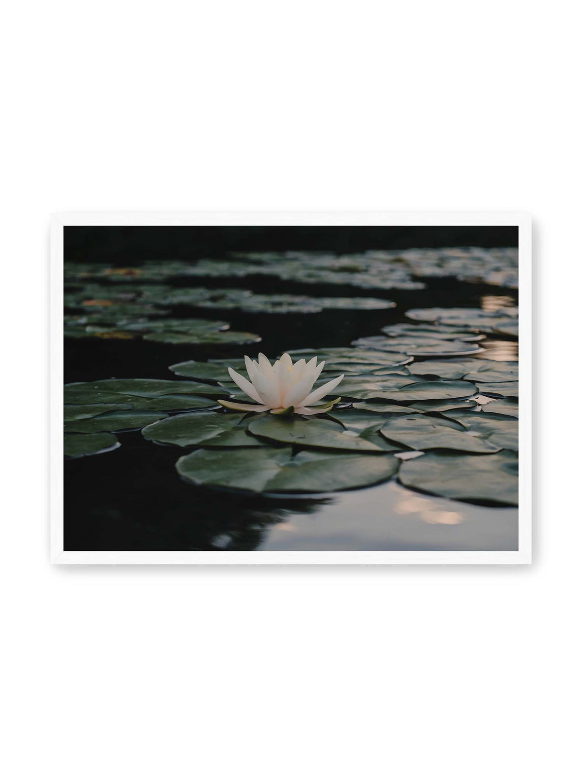 70x50 cm, weißer Rahmen – Helle Wasserblüte zwischen dunkelgrünen Schwimmblättern auf ruhigem Wasser mit sanften Reflexionen.