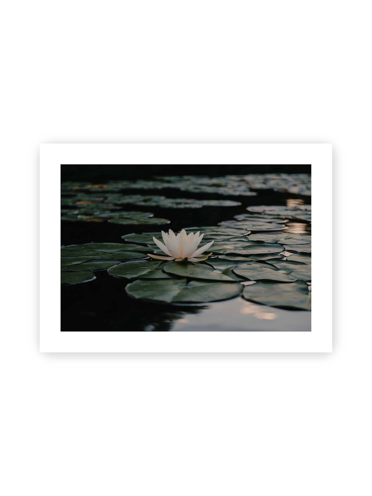 70x50 cm, weißer Galerie-Rand – Helle Wasserblüte zwischen dunkelgrünen Schwimmblättern auf ruhigem Wasser mit sanften Reflexionen.