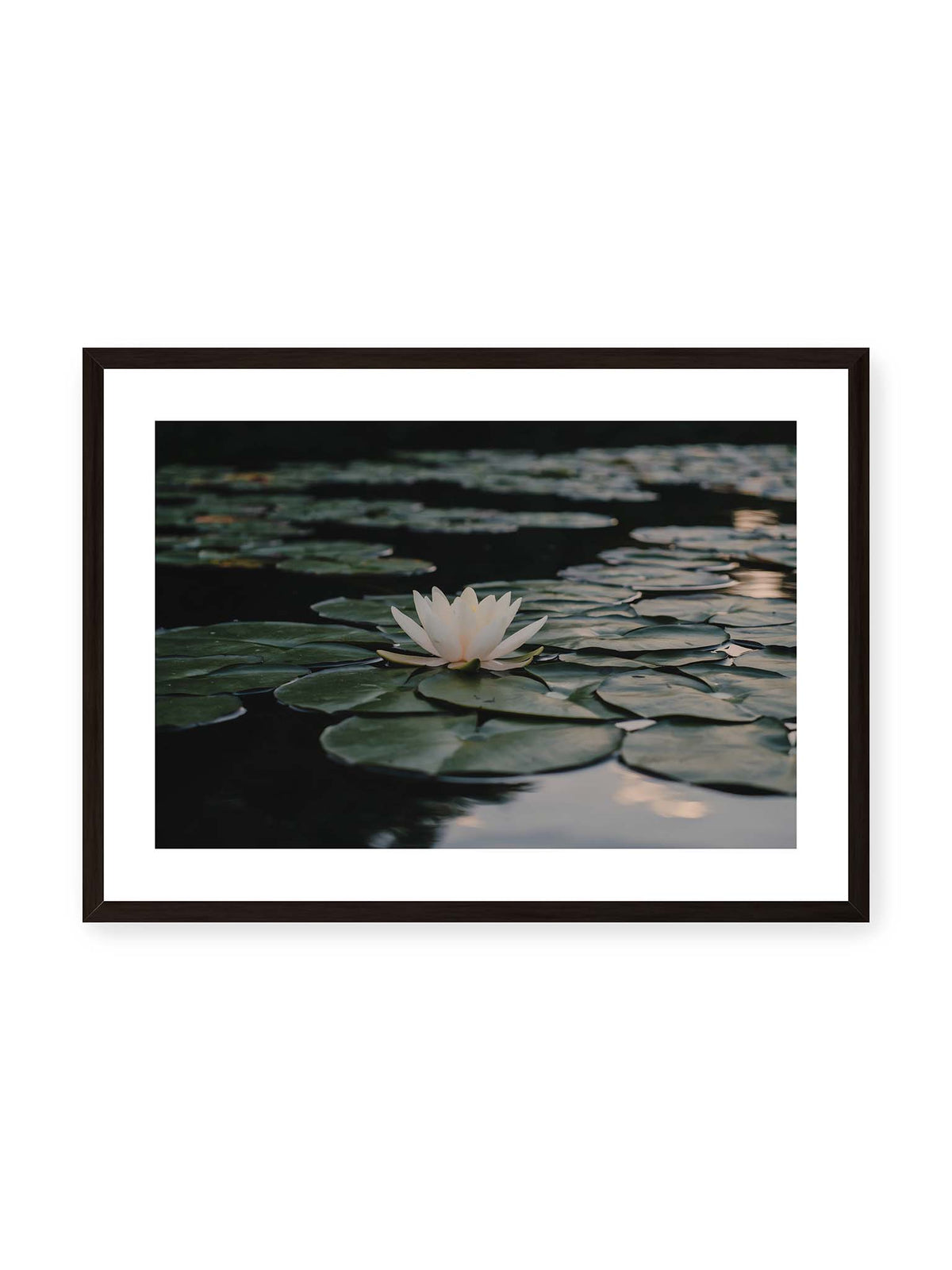70x50 cm, weißer Galerie-Rand, schwarzer Rahmen – Helle Wasserblüte zwischen dunkelgrünen Schwimmblättern auf ruhigem Wasser mit sanften Reflexionen.