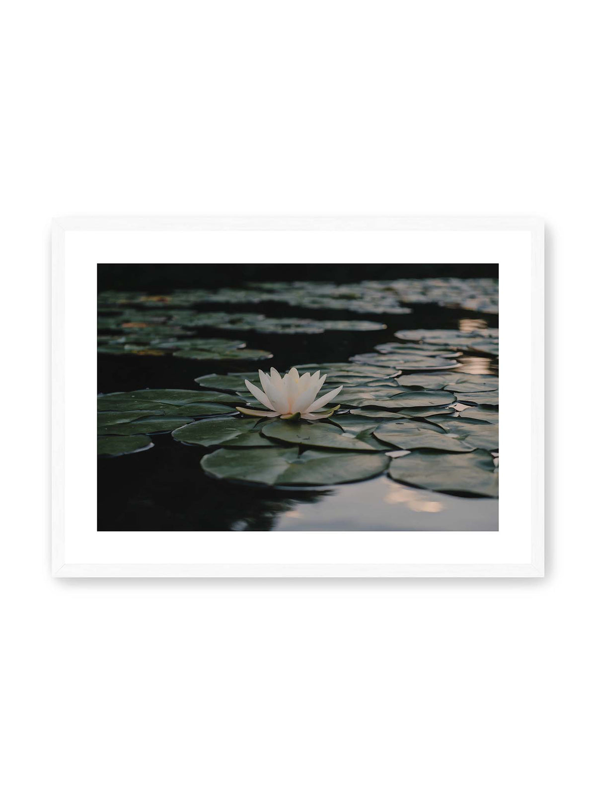70x50 cm, weißer Galerie-Rand, weißer Rahmen – Helle Wasserblüte zwischen dunkelgrünen Schwimmblättern auf ruhigem Wasser mit sanften Reflexionen.