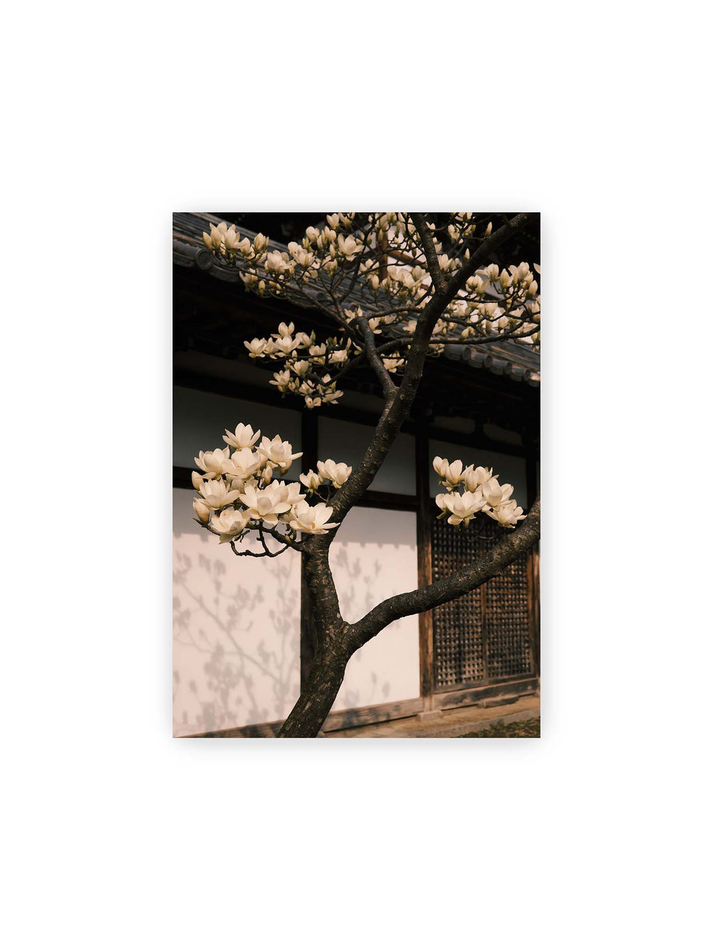 21x30 cm – Helle Magnolienblüten an dunklen Ästen vor einer Holzfassade mit Ziegeldach und sanften Pflanzenschatten.