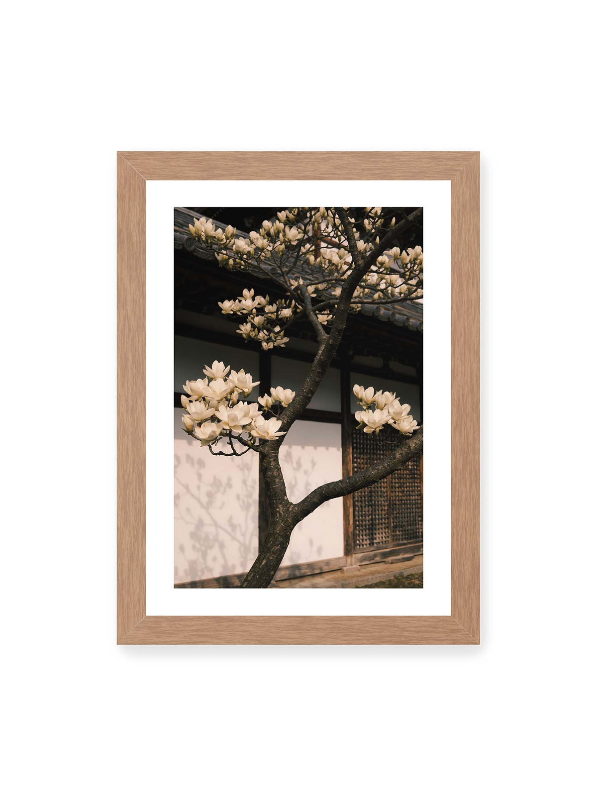 21x30 cm, weißer Galerie-Rand, Eichenrahmen – Helle Magnolienblüten an dunklen Ästen vor einer Holzfassade mit Ziegeldach und sanften Pflanzenschatten.
