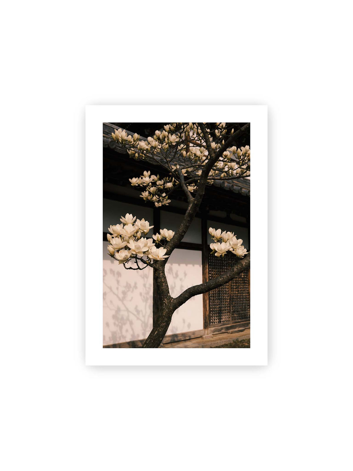 21x30 cm, weißer Galerie-Rand – Helle Magnolienblüten an dunklen Ästen vor einer Holzfassade mit Ziegeldach und sanften Pflanzenschatten.