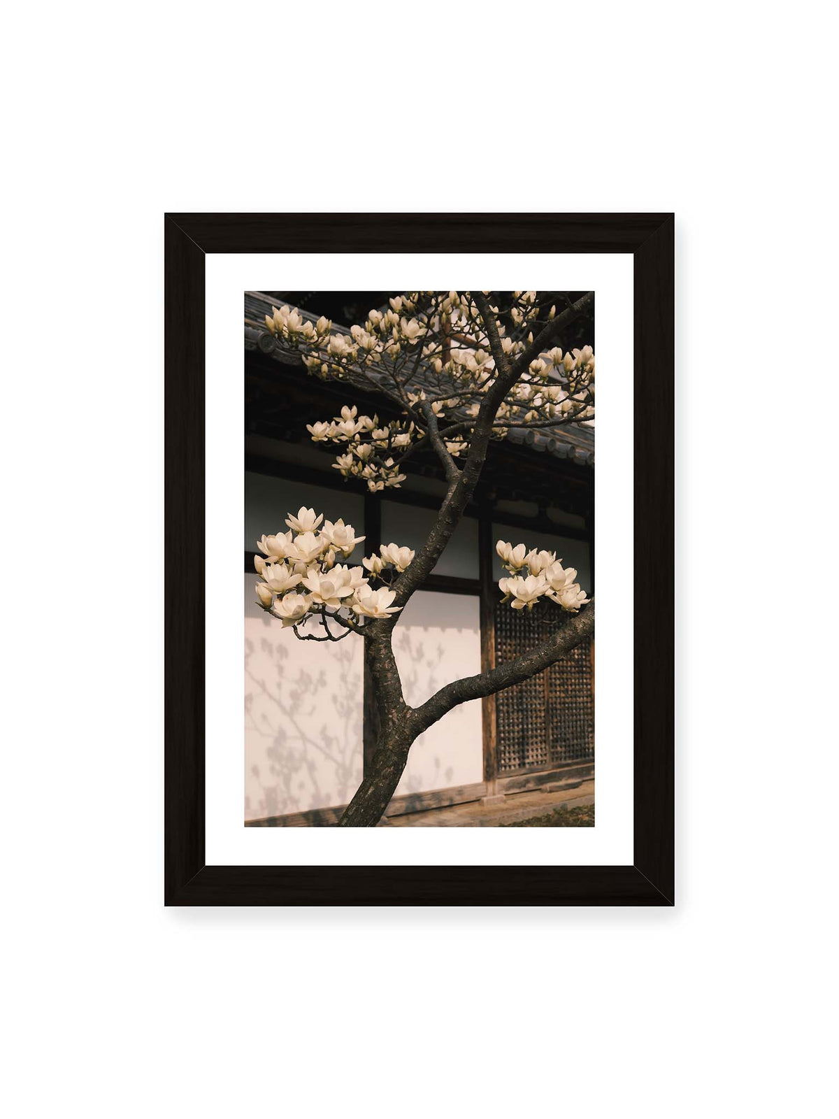 21x30 cm, weißer Galerie-Rand, schwarzer Rahmen – Helle Magnolienblüten an dunklen Ästen vor einer Holzfassade mit Ziegeldach und sanften Pflanzenschatten.