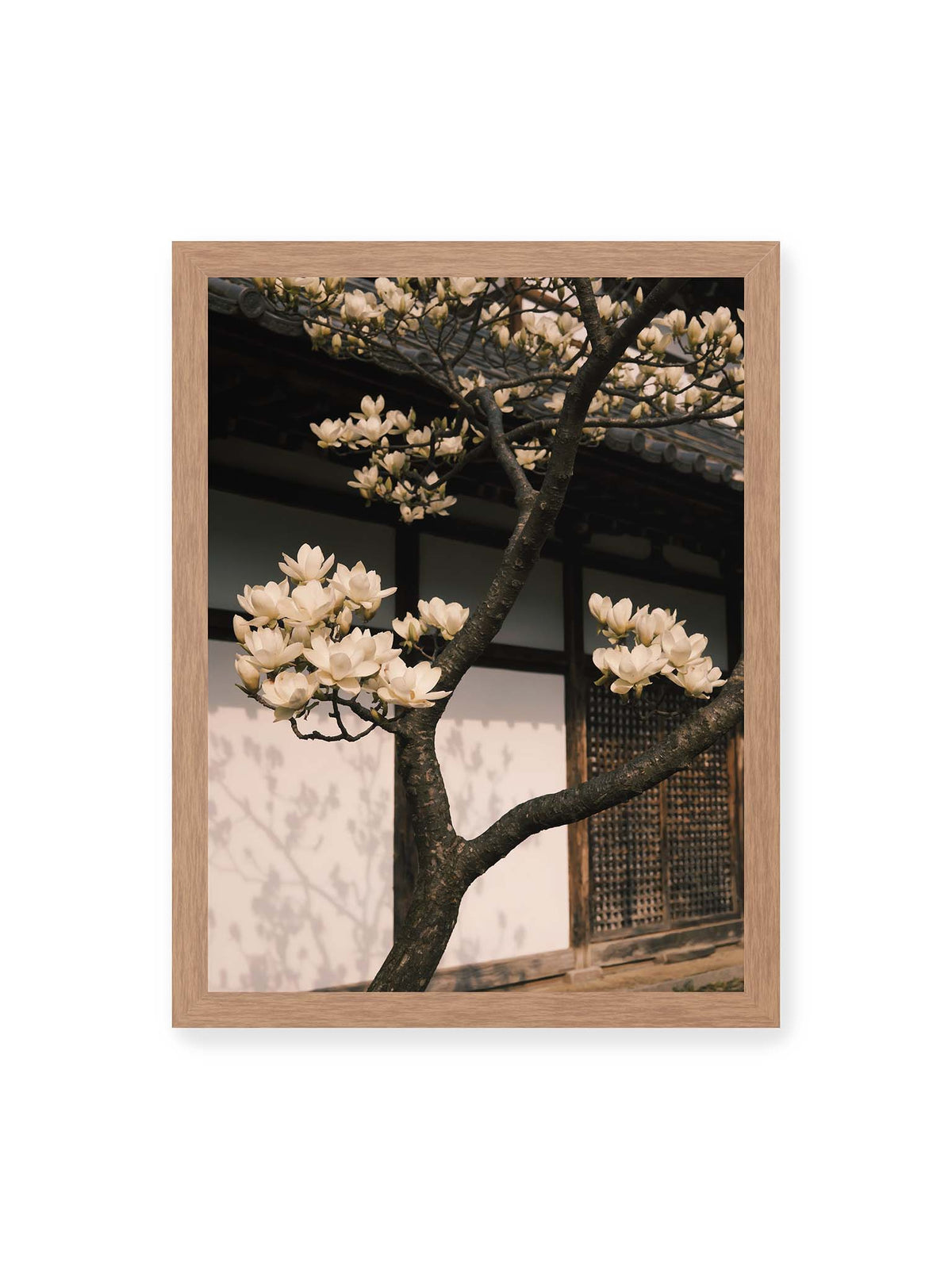 30x40 cm, Eichenrahmen – Helle Magnolienblüten an dunklen Ästen vor einer Holzfassade mit Ziegeldach und sanften Pflanzenschatten.