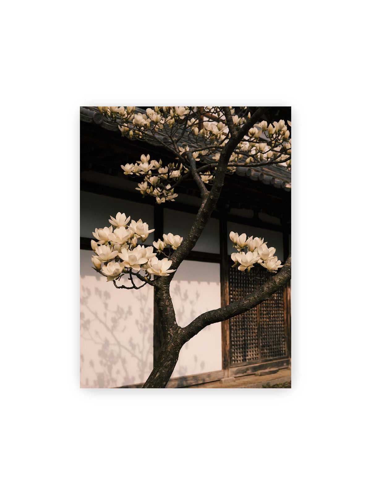 30x40 cm – Helle Magnolienblüten an dunklen Ästen vor einer Holzfassade mit Ziegeldach und sanften Pflanzenschatten.