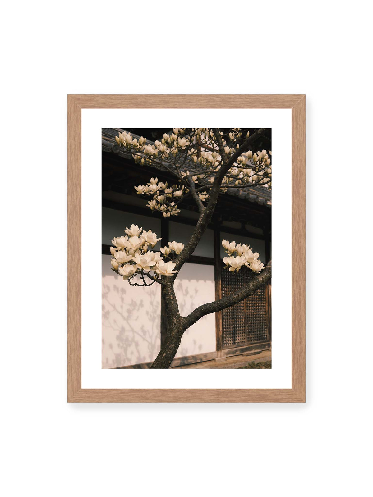 30x40 cm, weißer Galerie-Rand, Eichenrahmen – Helle Magnolienblüten an dunklen Ästen vor einer Holzfassade mit Ziegeldach und sanften Pflanzenschatten.