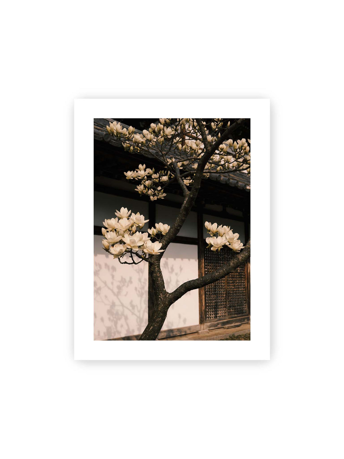 30x40 cm, weißer Galerie-Rand – Helle Magnolienblüten an dunklen Ästen vor einer Holzfassade mit Ziegeldach und sanften Pflanzenschatten.