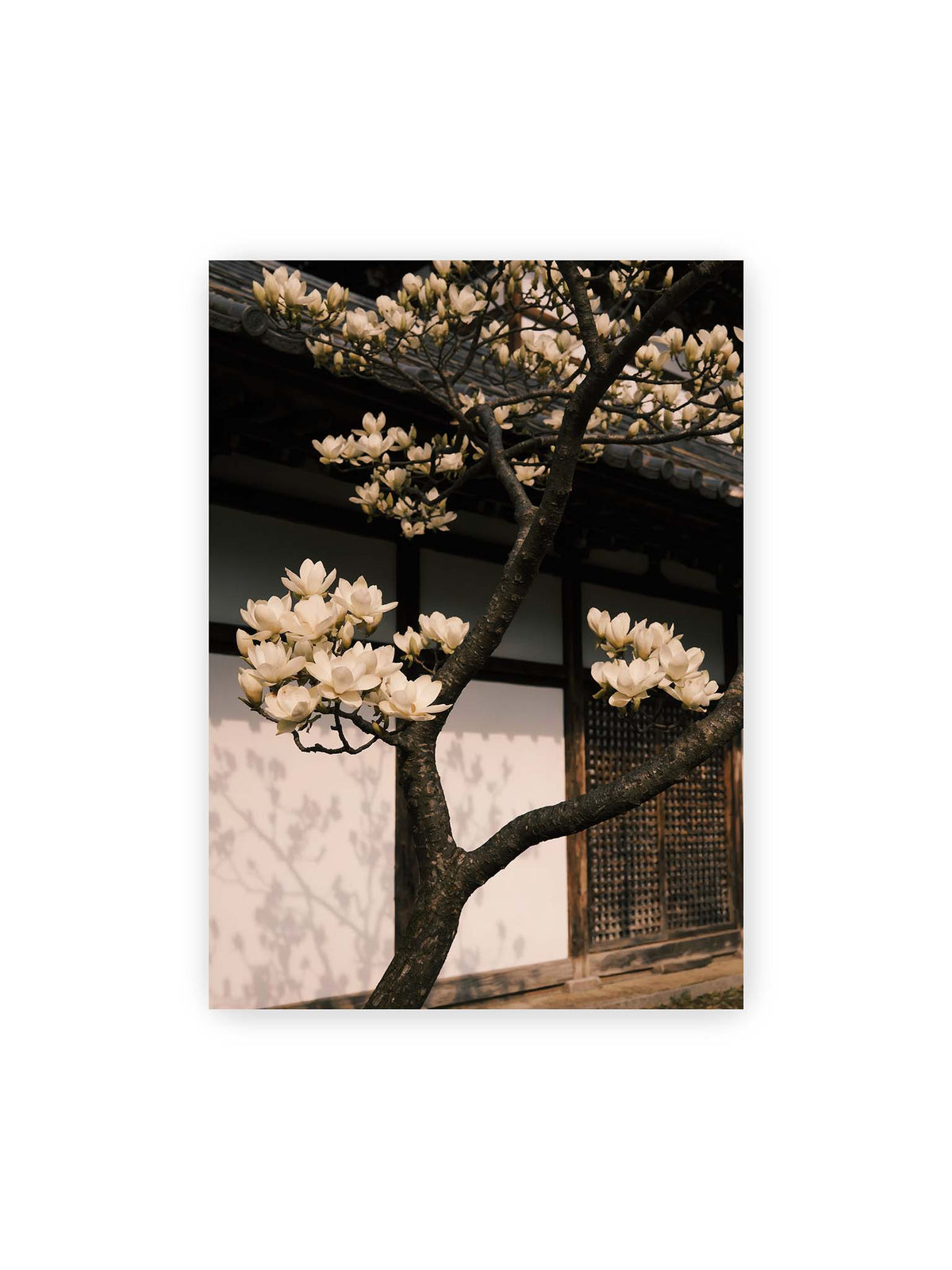 50x70 cm – Helle Magnolienblüten an dunklen Ästen vor einer Holzfassade mit Ziegeldach und sanften Pflanzenschatten.