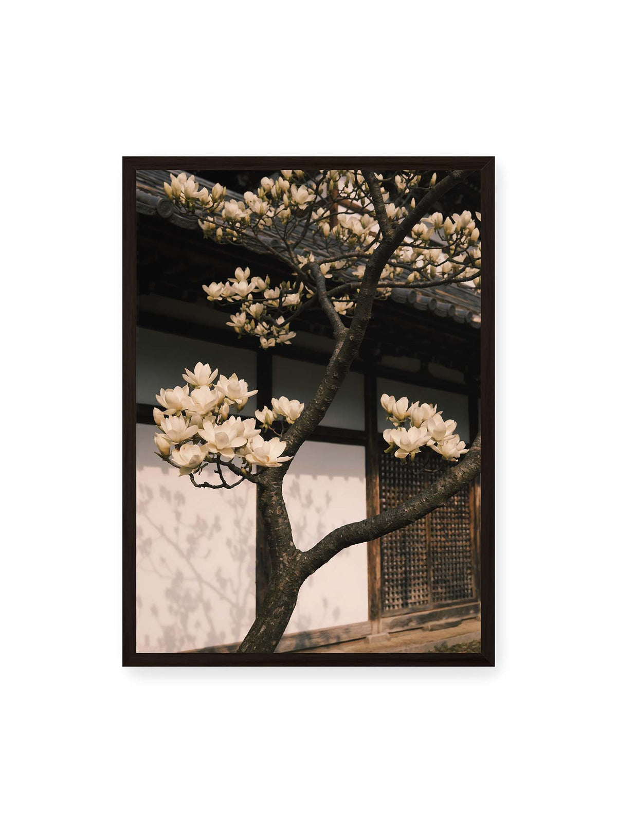 50x70 cm, schwarzer Rahmen – Helle Magnolienblüten an dunklen Ästen vor einer Holzfassade mit Ziegeldach und sanften Pflanzenschatten.