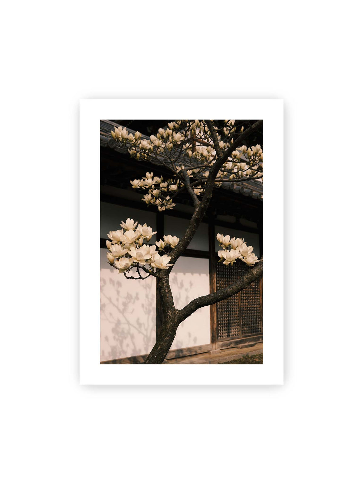 50x70 cm, weißer Galerie-Rand – Helle Magnolienblüten an dunklen Ästen vor einer Holzfassade mit Ziegeldach und sanften Pflanzenschatten.