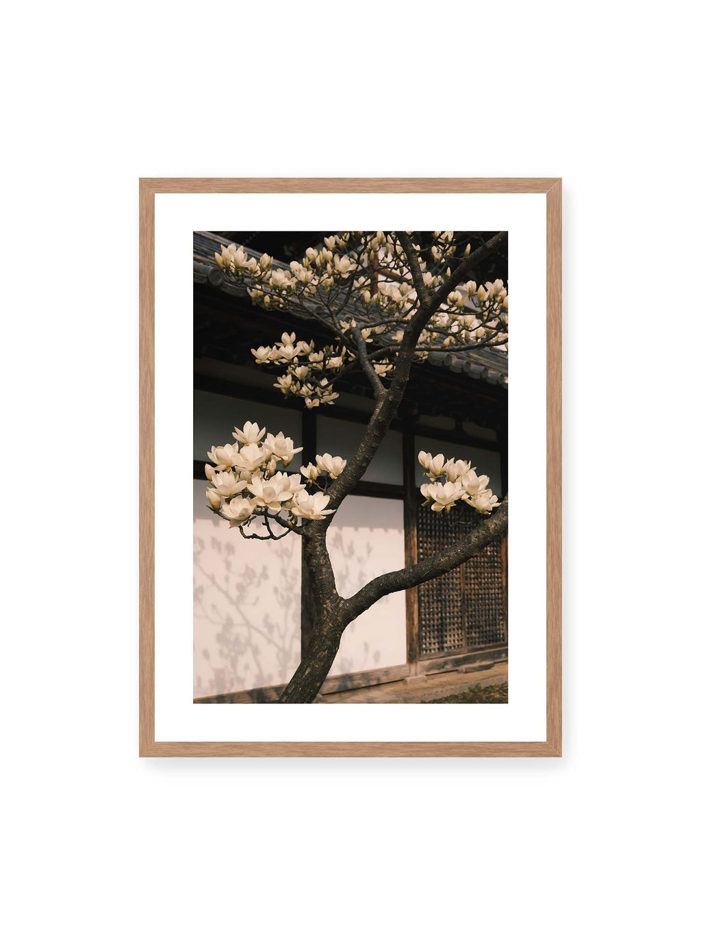 Magnolia Reverie