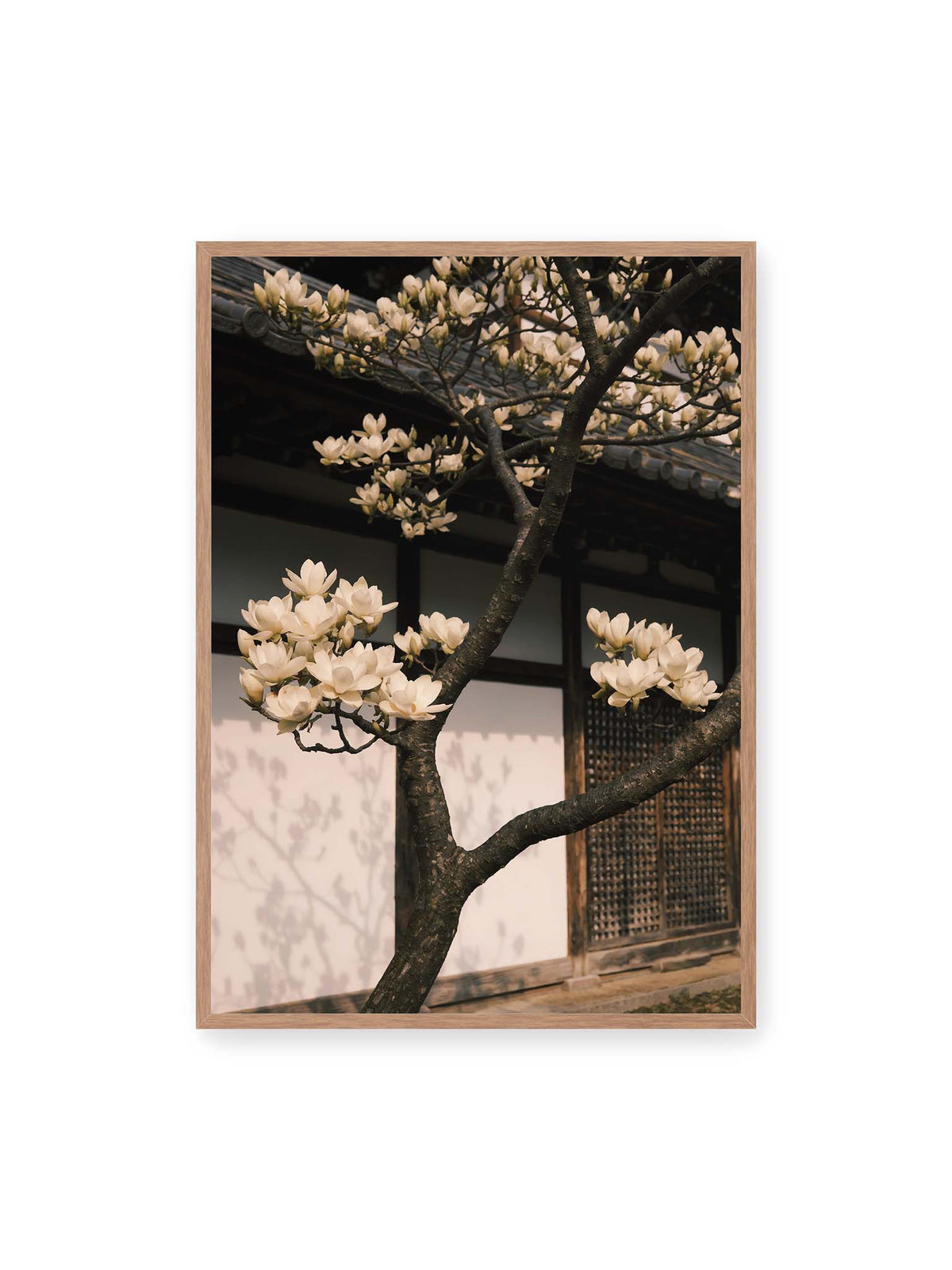 70x100 cm, Eichenrahmen – Helle Magnolienblüten an dunklen Ästen vor einer Holzfassade mit Ziegeldach und sanften Pflanzenschatten.