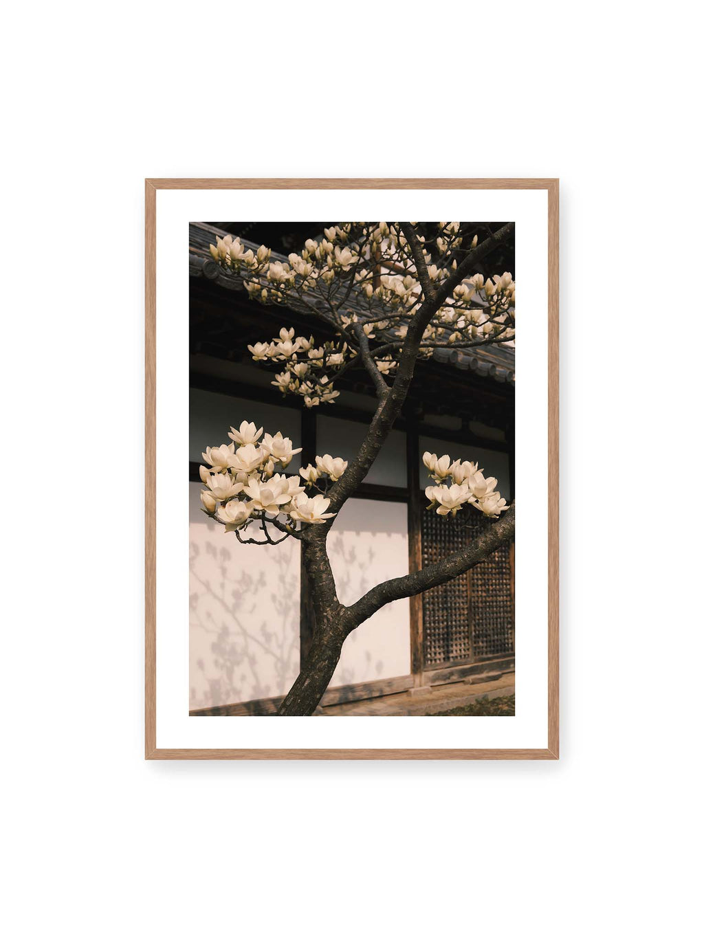 70x100 cm, weißer Galerie-Rand, Eichenrahmen – Helle Magnolienblüten an dunklen Ästen vor einer Holzfassade mit Ziegeldach und sanften Pflanzenschatten.